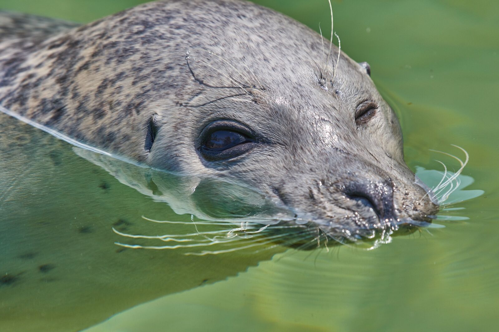 Nikon AF-S Nikkor 200-500mm F5.6E ED VR sample photo. Robbe, sea, mammal photography