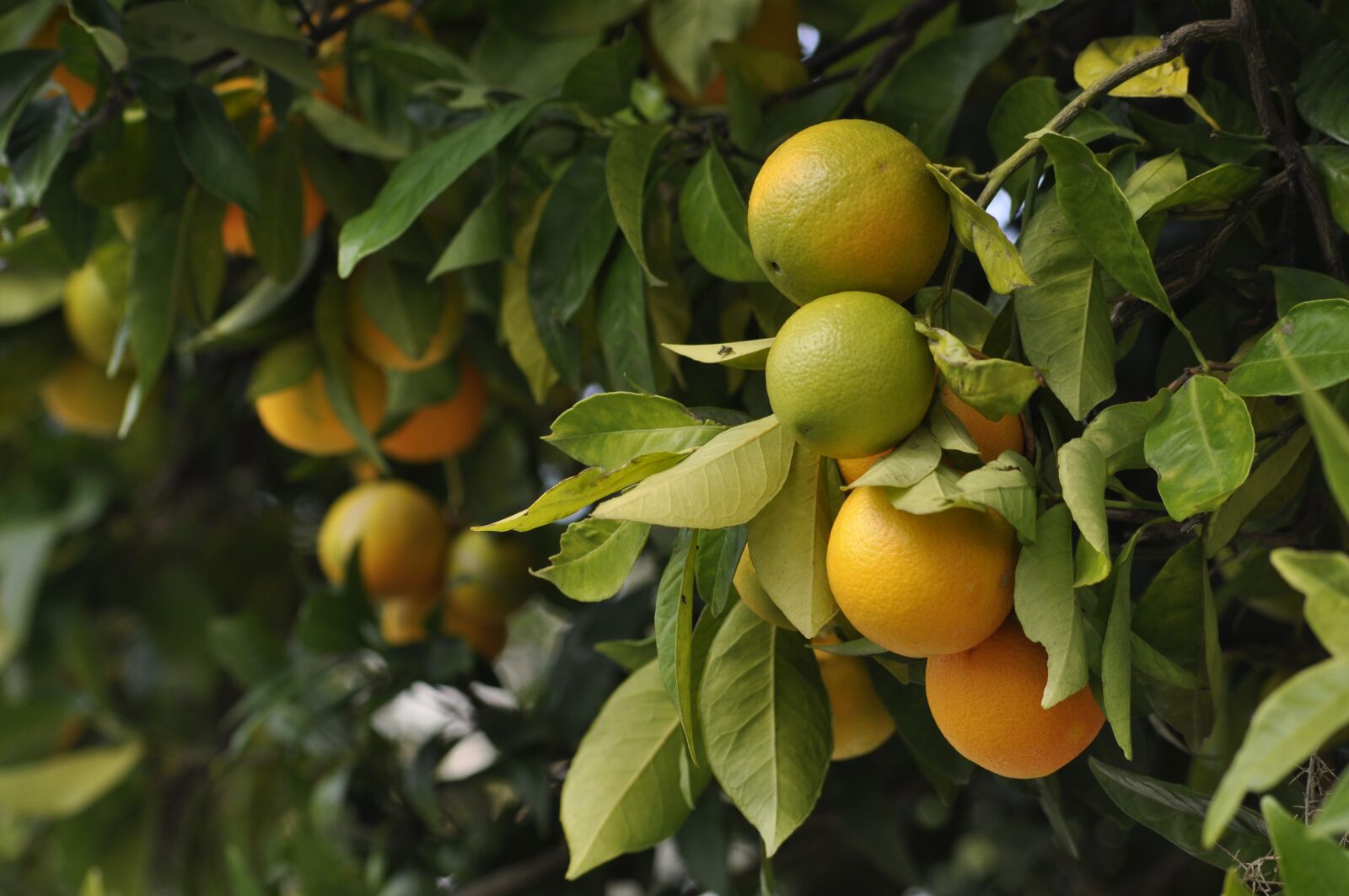 Nikon D90 sample photo. Oranges, green, fruit photography