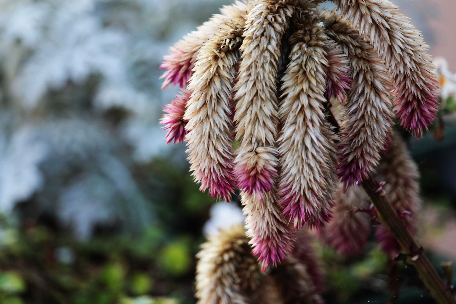 Canon EF-S 55-250mm F4-5.6 IS STM sample photo. Amaranth, plant, botany photography