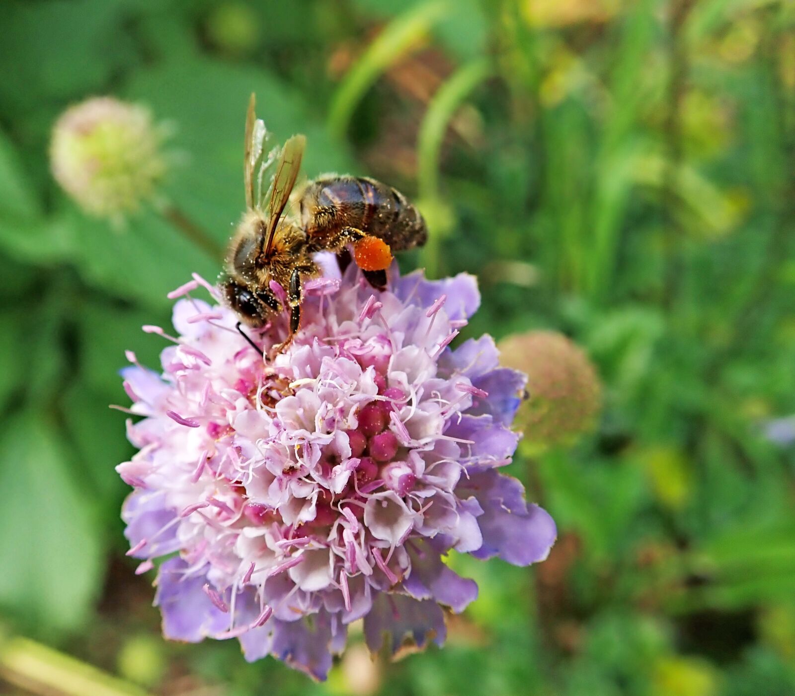 Olympus TG-5 sample photo. Bee, insect, scabious photography