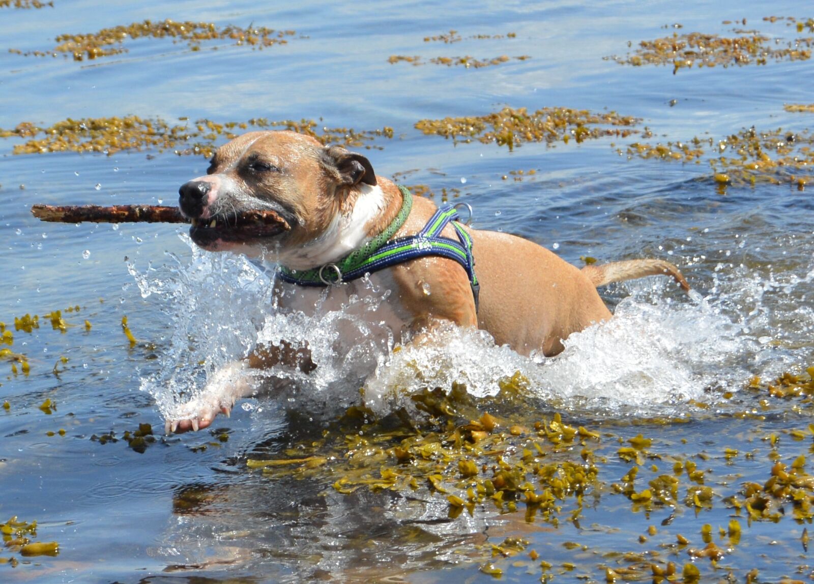 Nikon D5200 sample photo. Dog, amstaff, pitbull photography