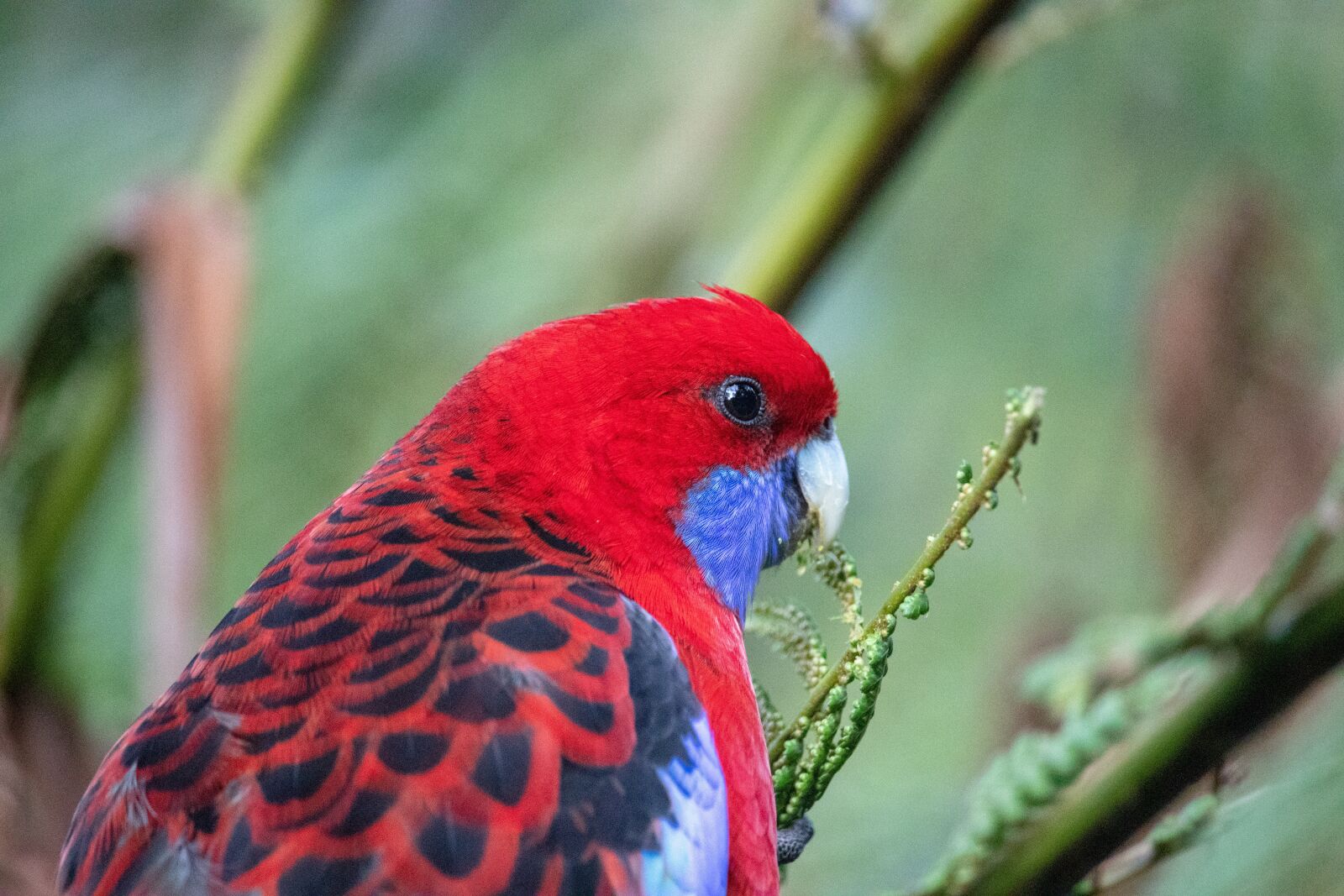 Canon EOS 200D (EOS Rebel SL2 / EOS Kiss X9) sample photo. Rosella, close up, portrait photography