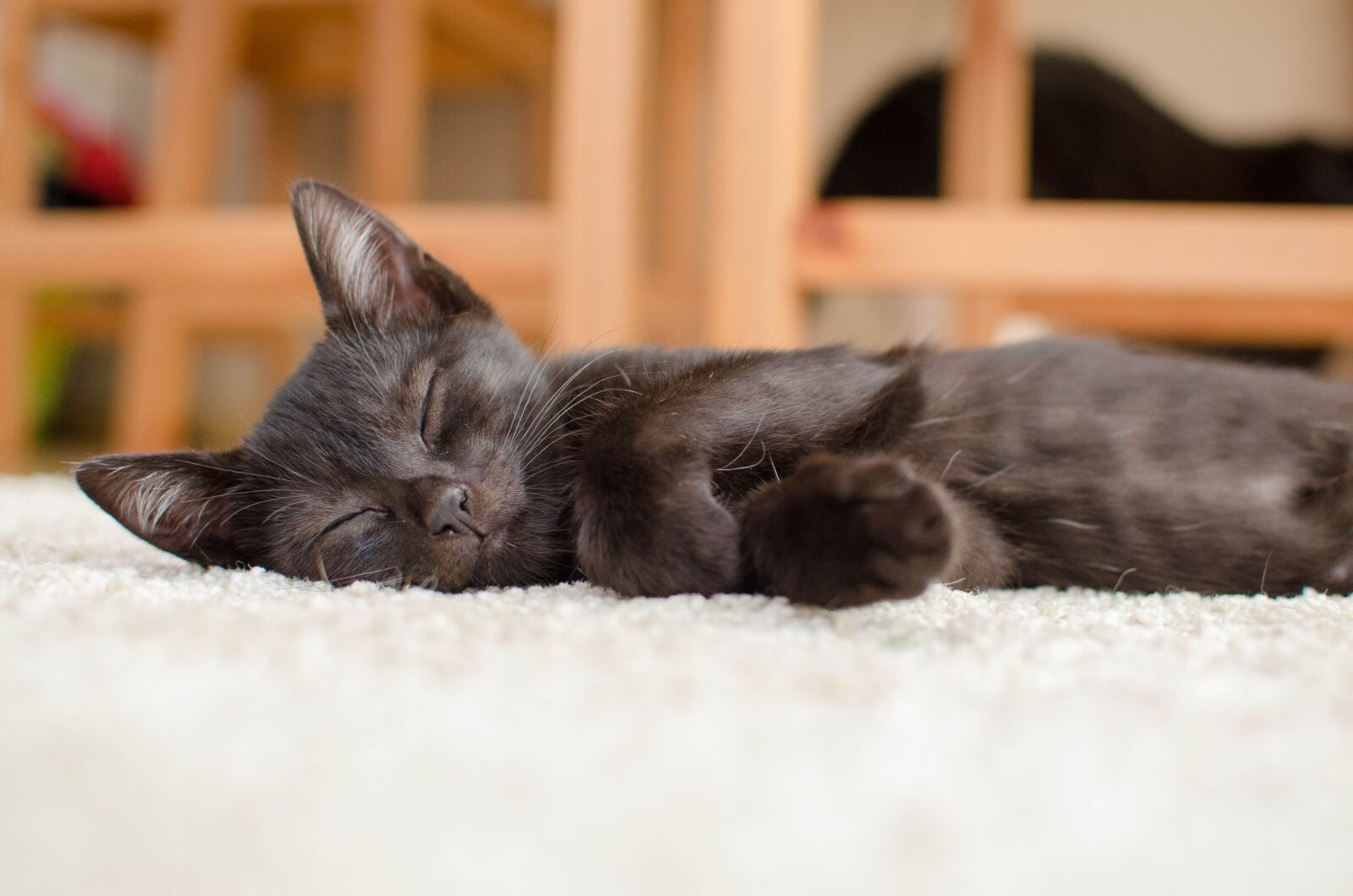 Nikon D7000 sample photo. Cat, black cat, rest photography