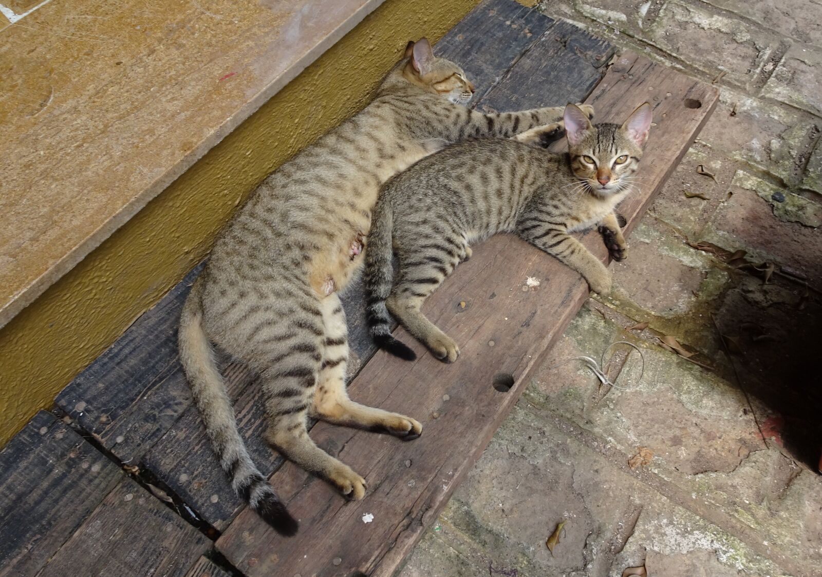 Sony Cyber-shot DSC-HX90V sample photo. Bengal cat, kitten, domestic photography