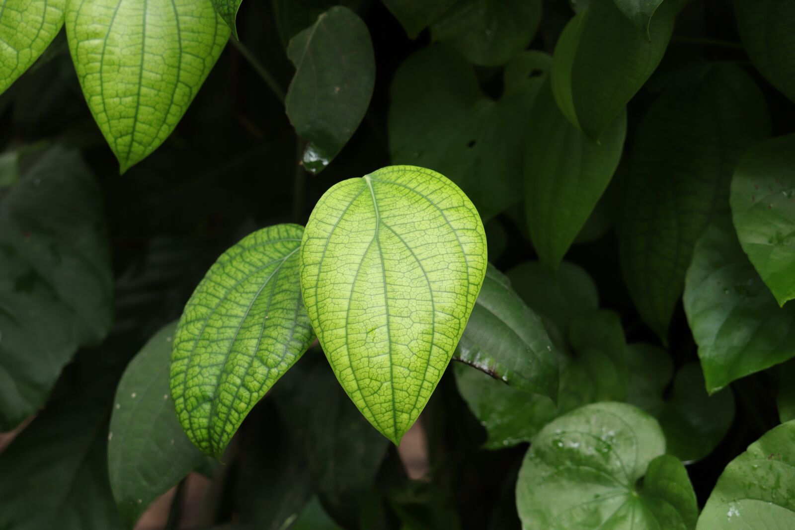 Canon EOS 250D (EOS Rebel SL3 / EOS Kiss X10 / EOS 200D II) sample photo. Leaf, nature, green photography