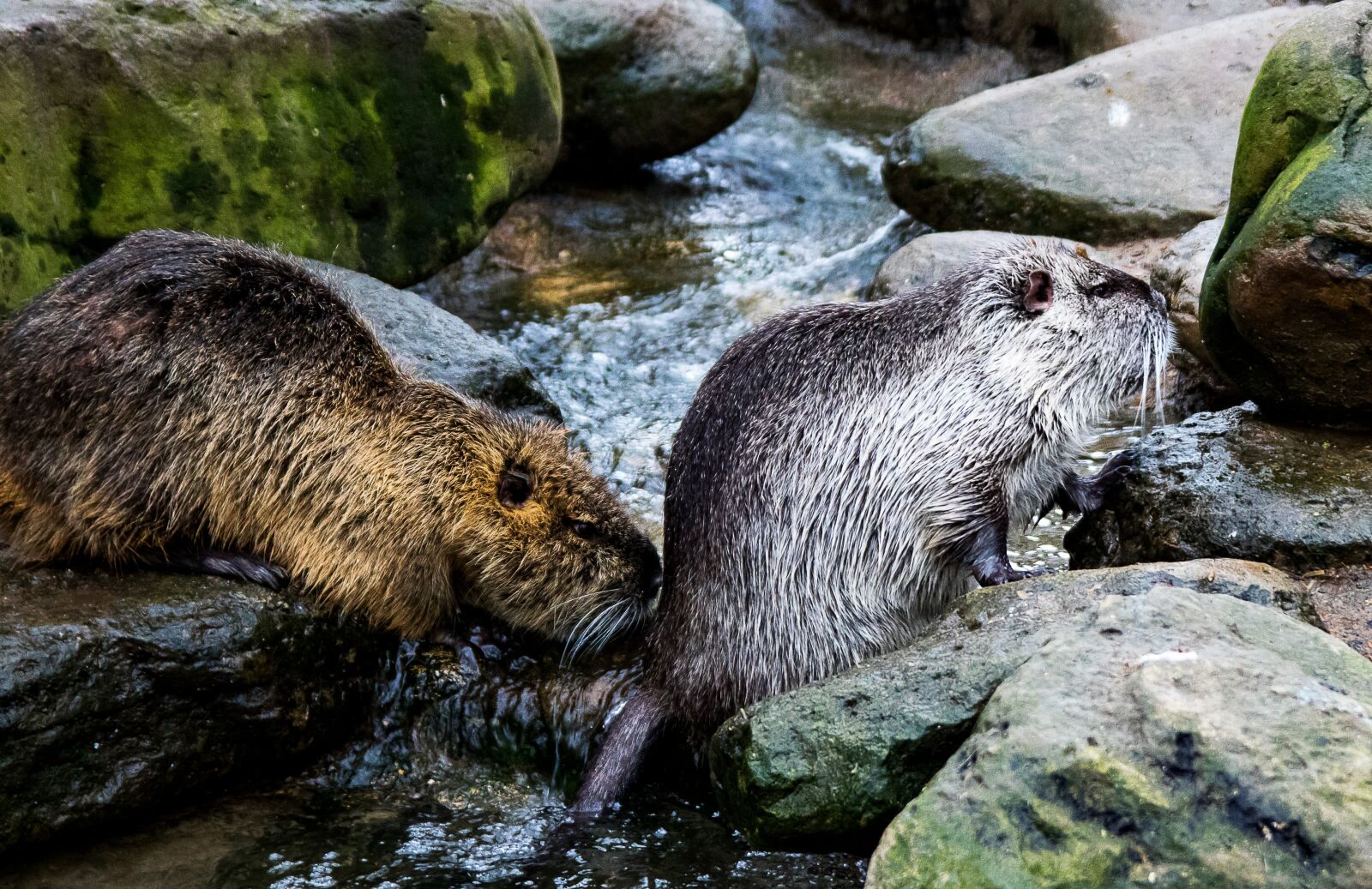 Canon EOS 80D sample photo. Nutria, rodent, animal photography