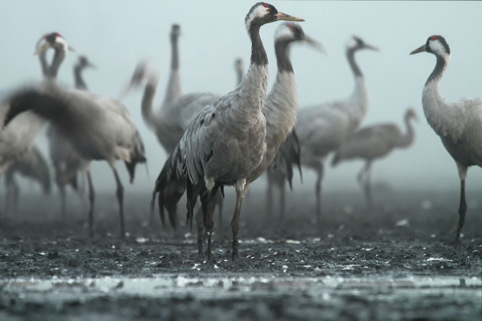 Canon EOS 7D sample photo. Crane, bird, birds photography