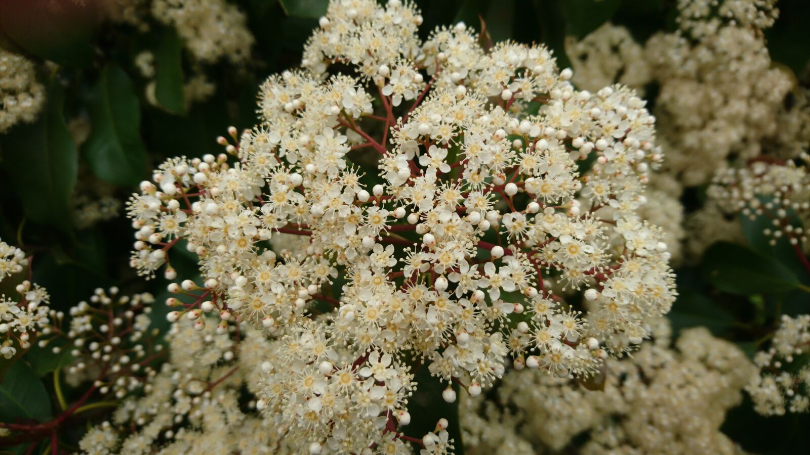 Sony Xperia X sample photo. Nature, plant, flower photography