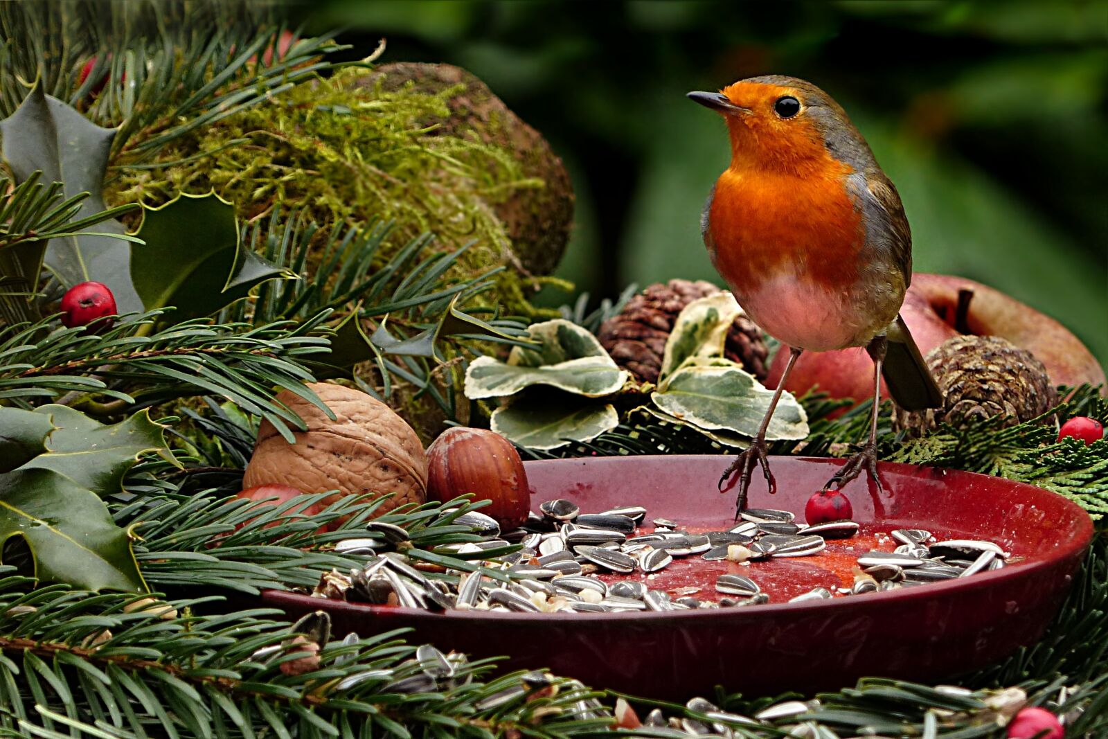 Panasonic Lumix DMC-FZ200 sample photo. Animal, bird, robin photography