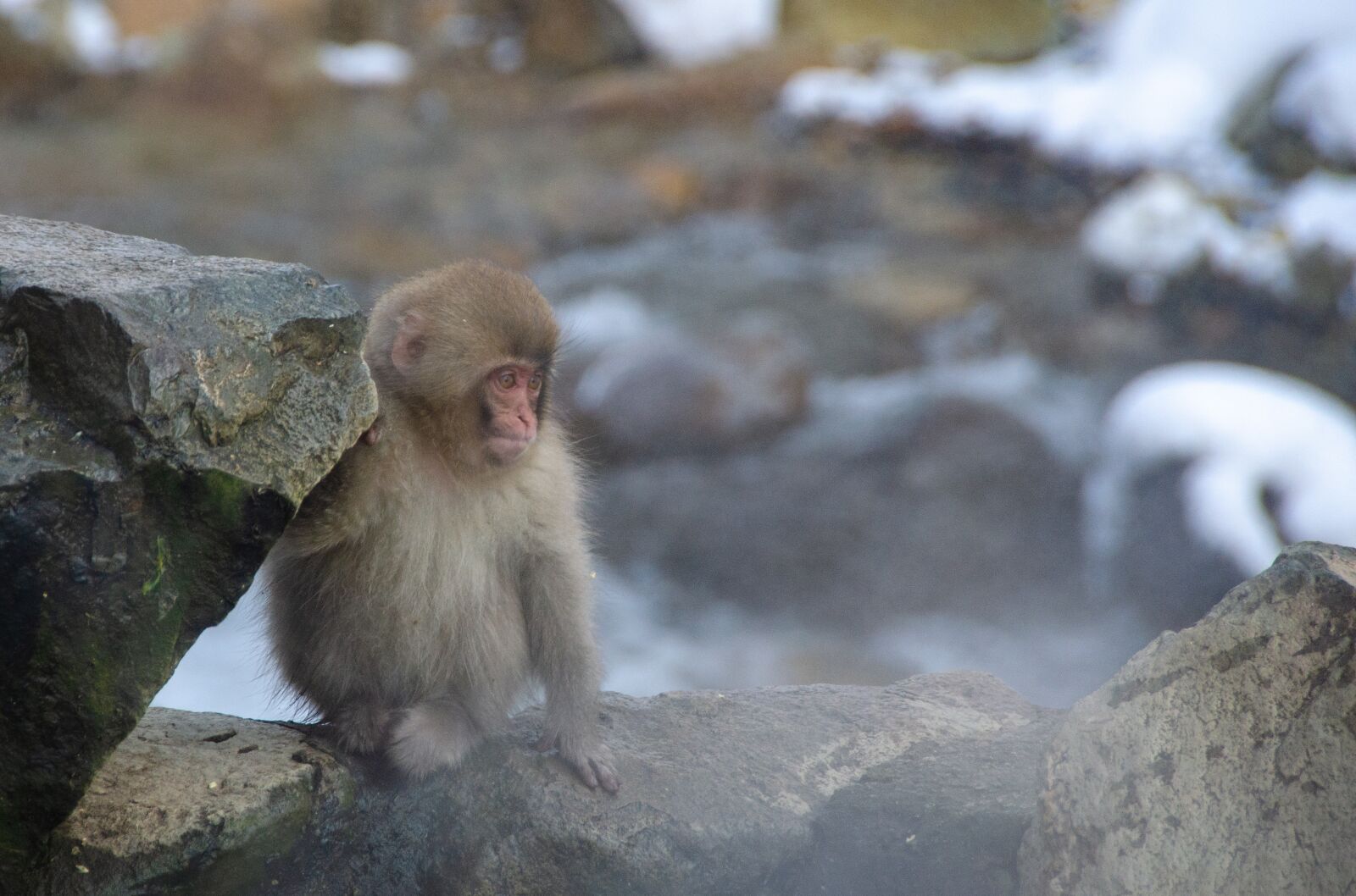 Nikon D5100 sample photo. Snow monkey, japanese macaque photography