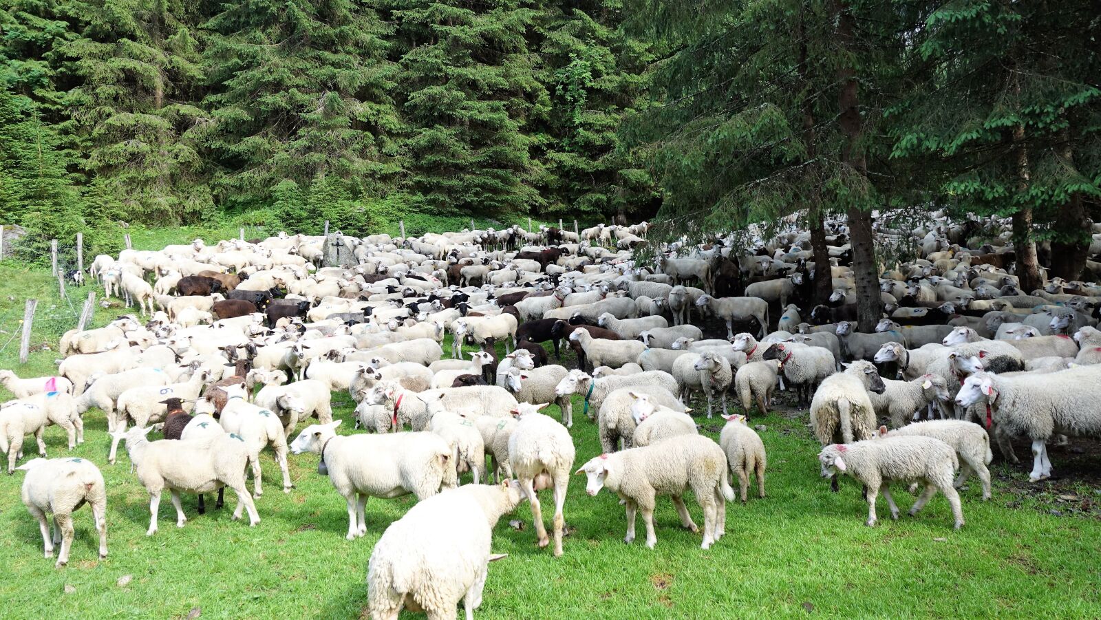 Sony Cyber-shot DSC-RX100 IV sample photo. Sheep, mountain agriculture, pasture photography