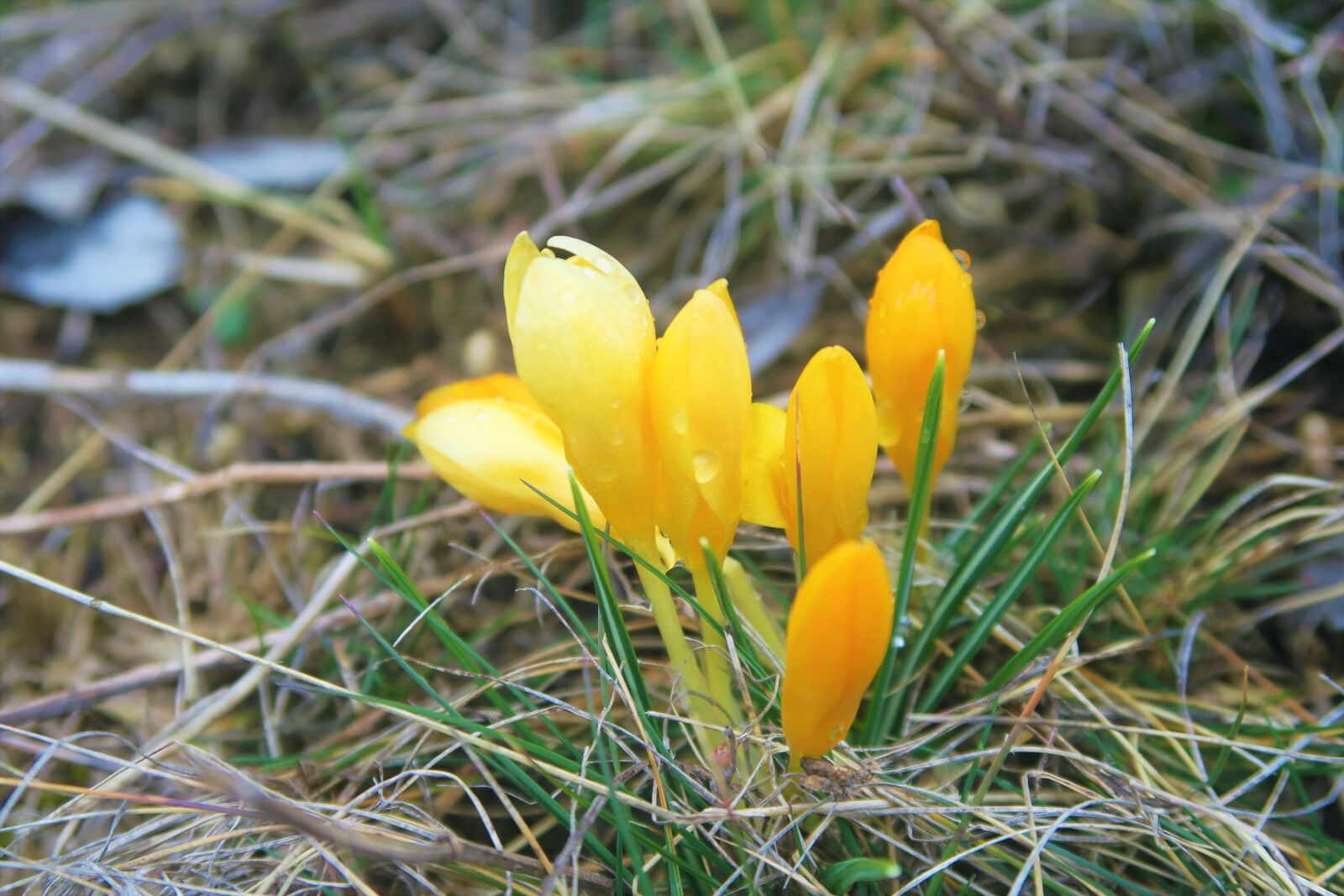 Canon PowerShot G7 X sample photo. Crocus, flower, nature photography