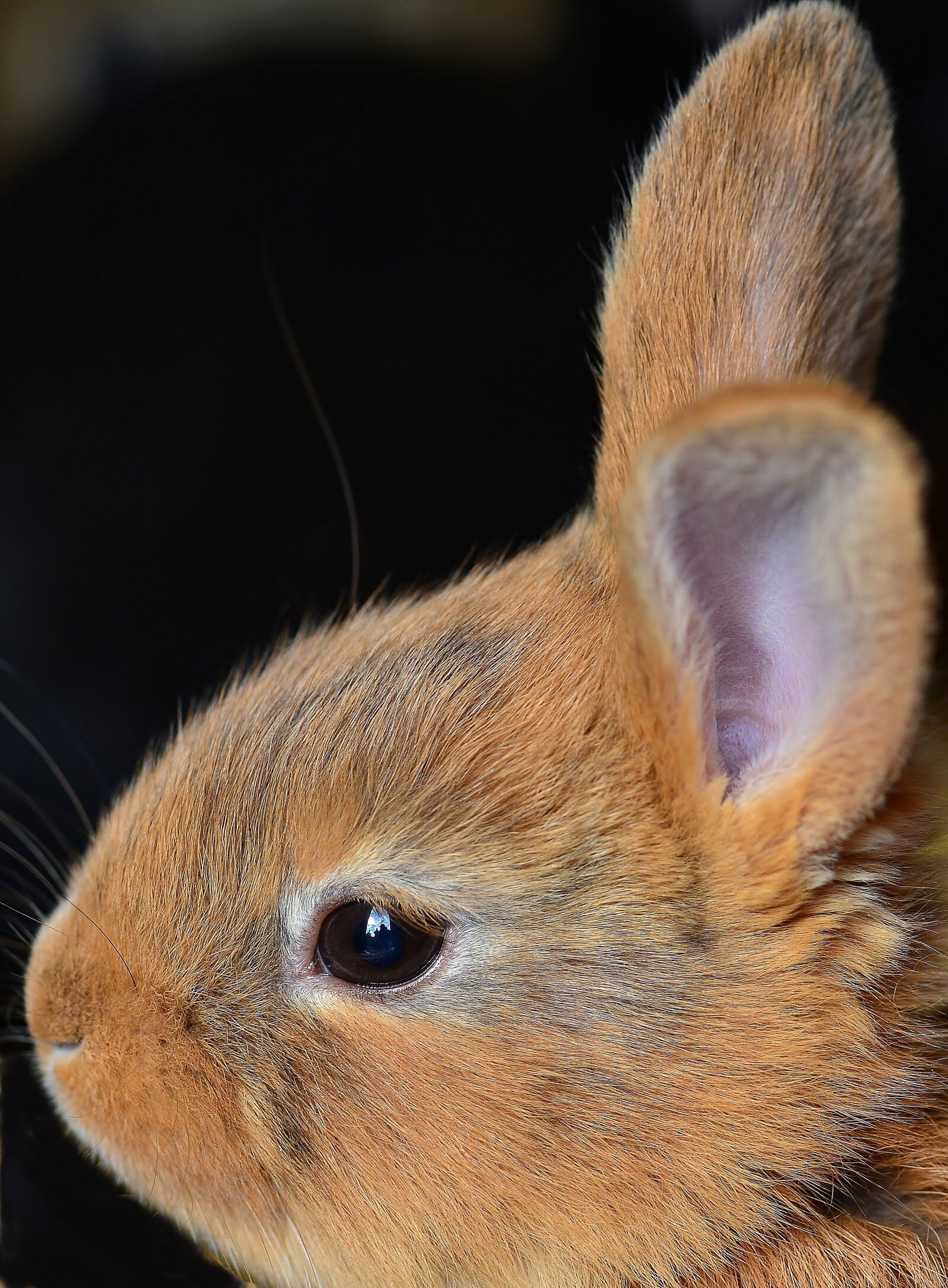 Nikon D5200 sample photo. Rabbit ears, young, rabbit photography