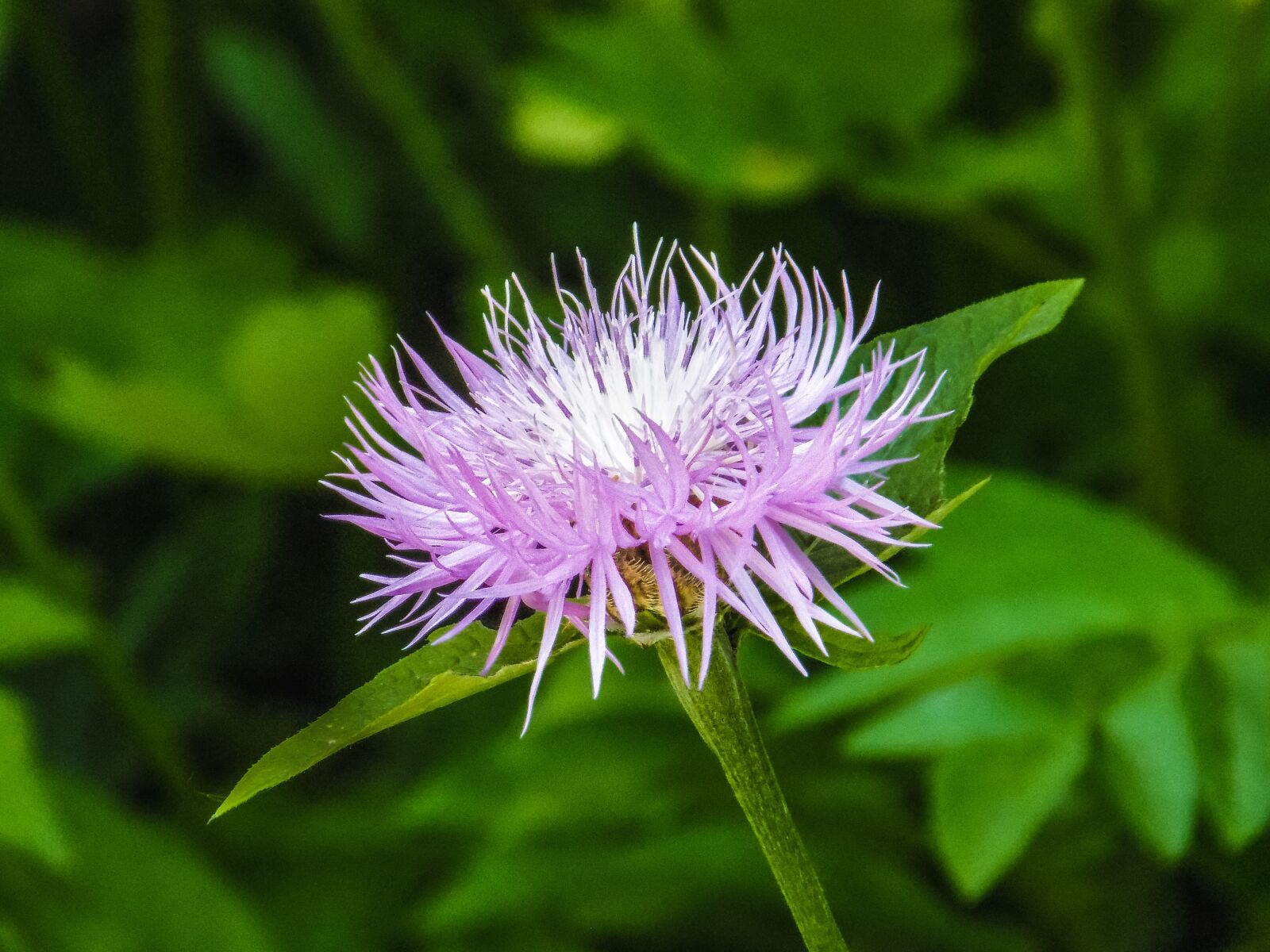 Nikon COOLPIX L340 sample photo. Nature, flower, summer photography