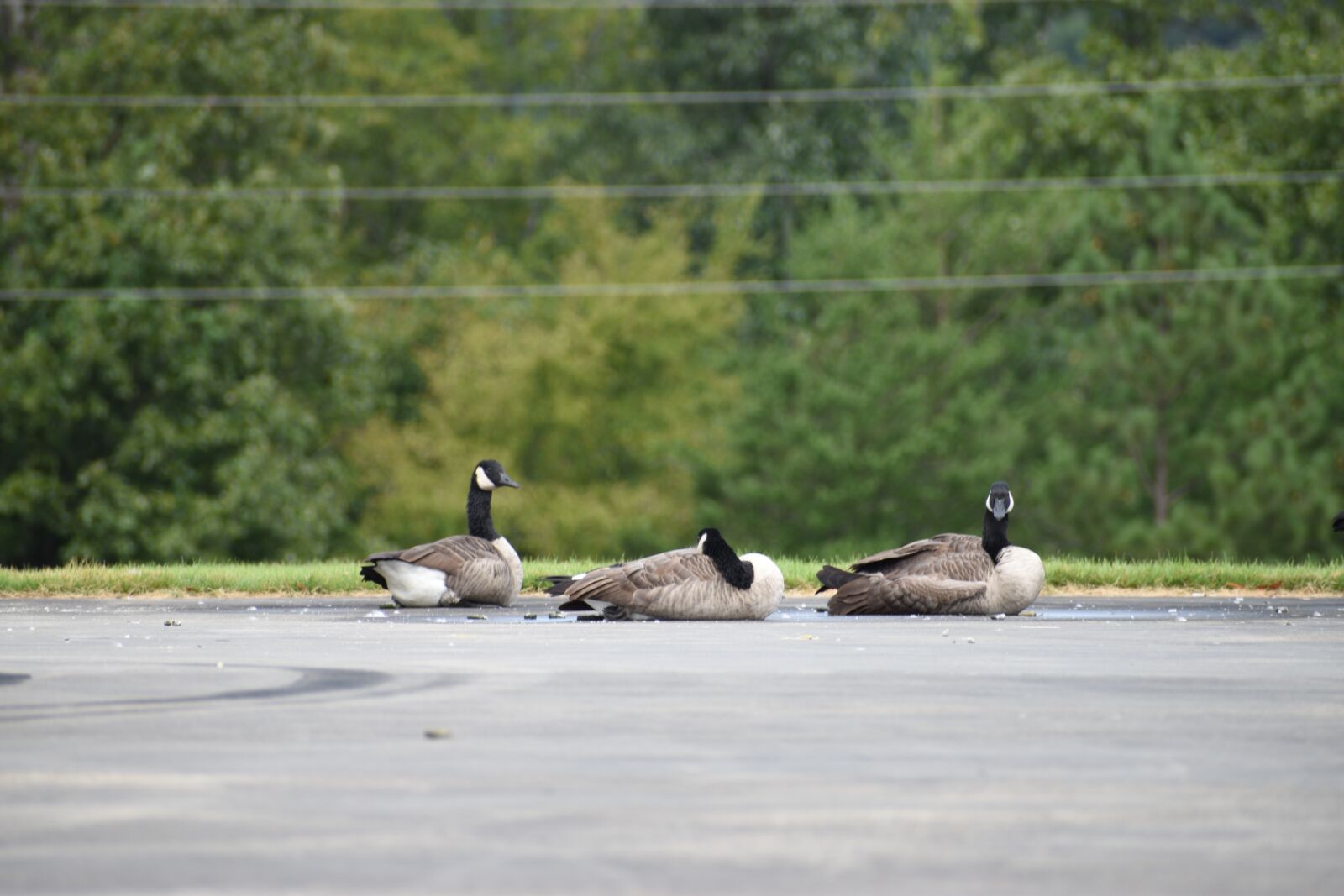 Nikon D3500 sample photo. Geese, birds, animals photography