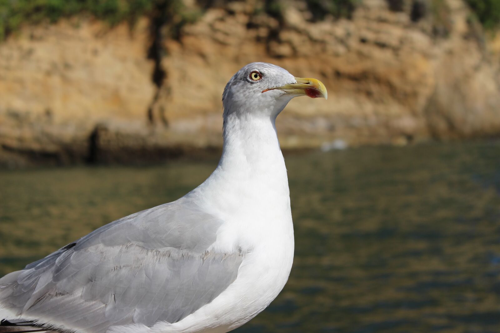 Canon EOS 700D (EOS Rebel T5i / EOS Kiss X7i) sample photo. Bird, sea, seagull photography