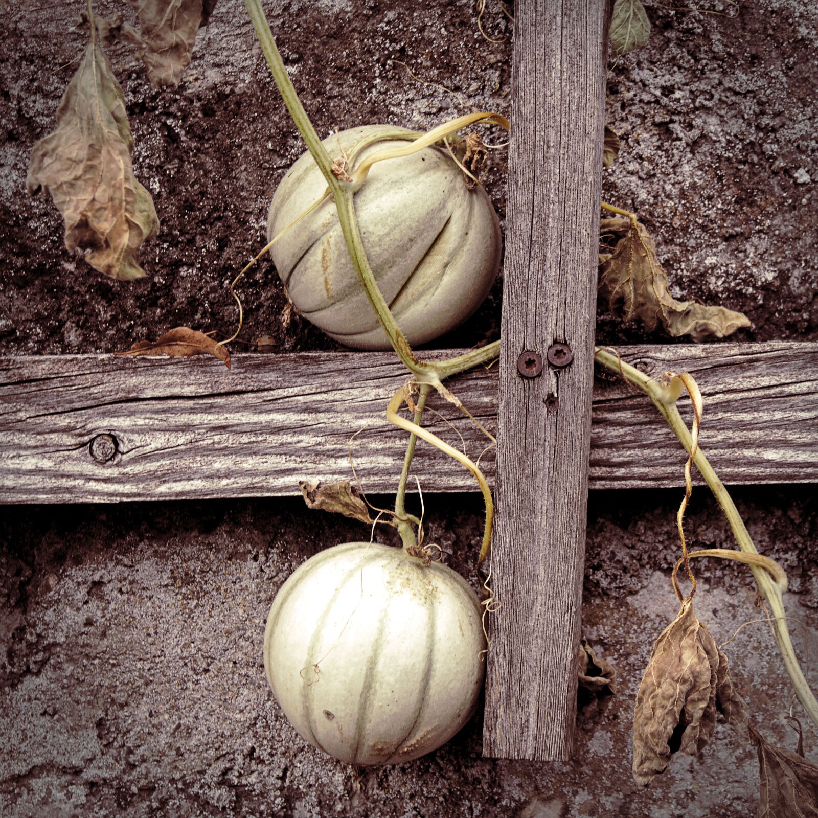 Canon EOS M5 sample photo. Autumn, garden, pumpkin photography