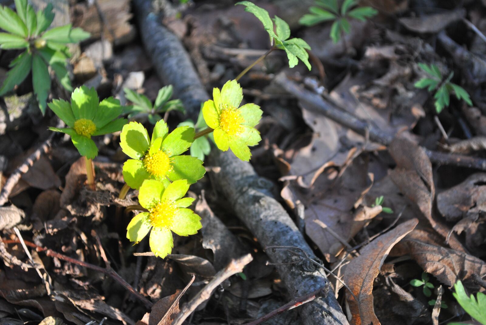 Nikon D3000 sample photo. Spring, yellow, flower photography