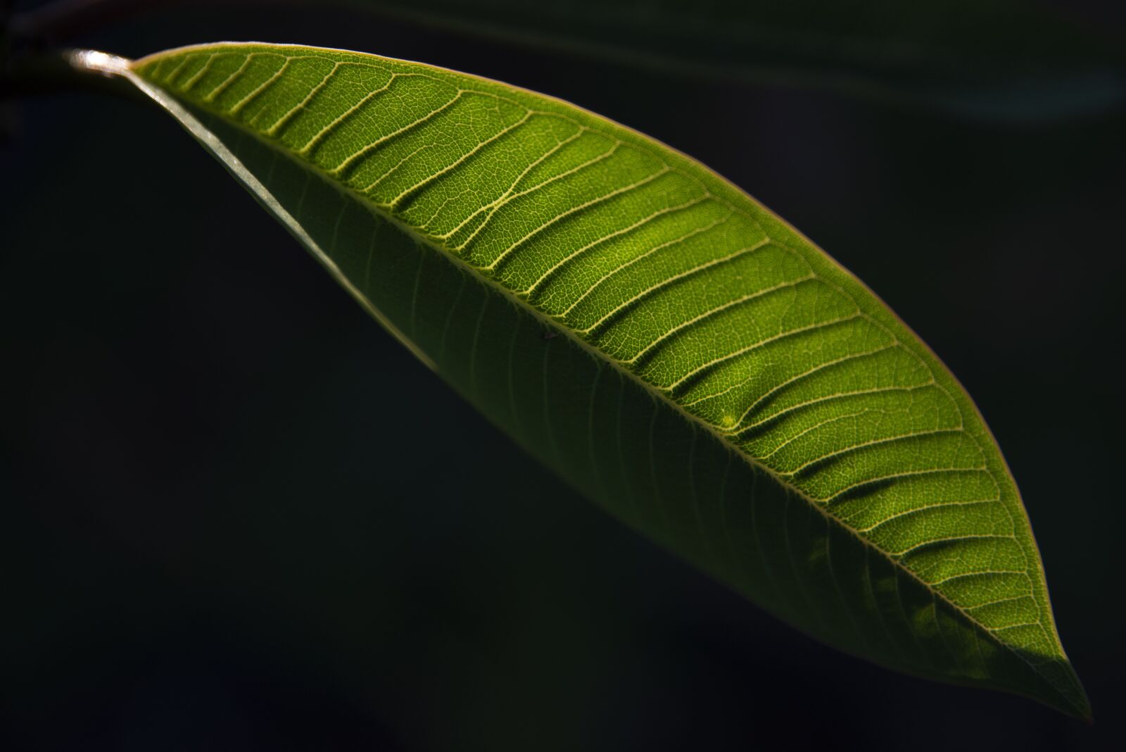 Nikon D600 sample photo. Foglia, nature, giardino photography