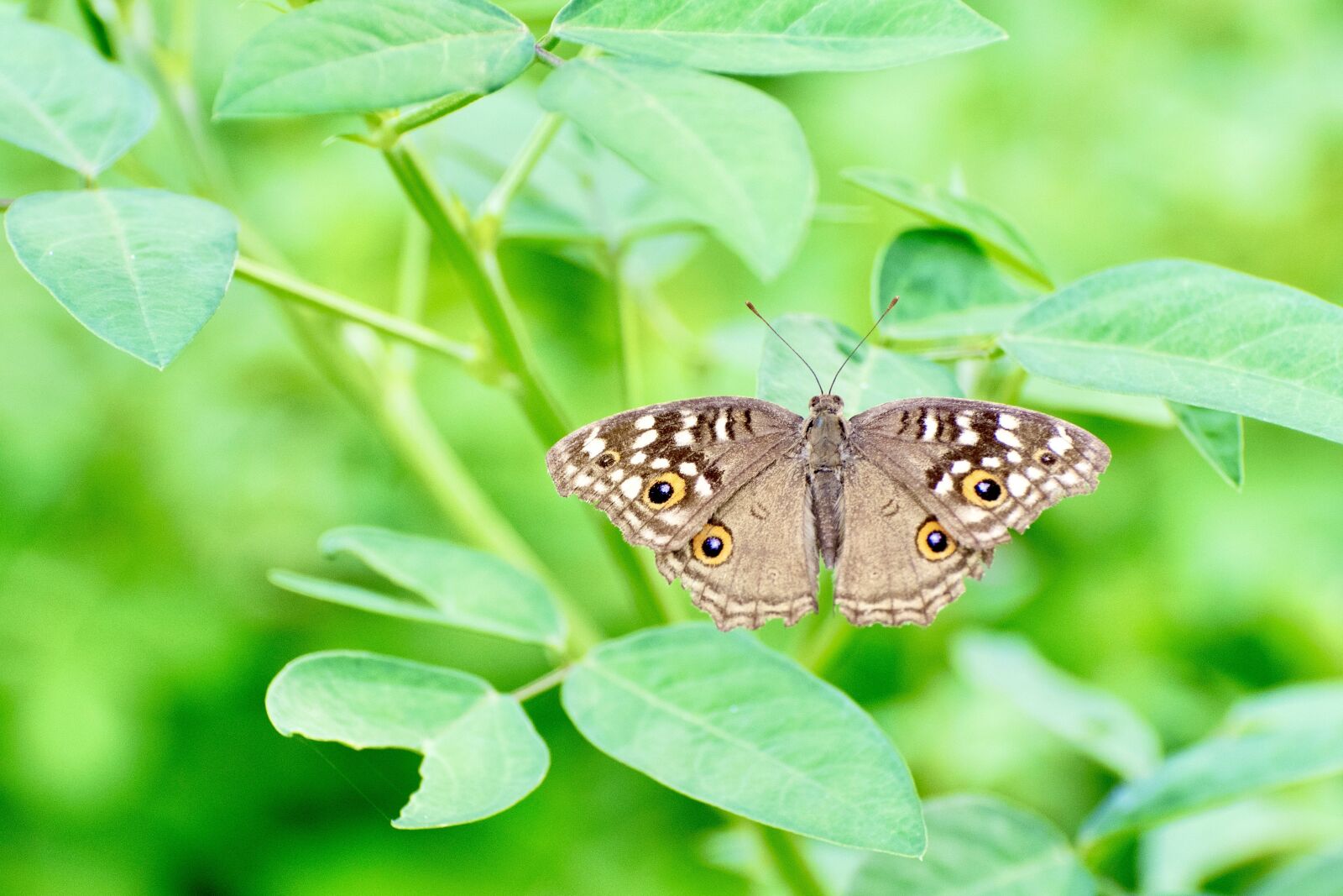 Nikon D7500 sample photo. Butterfly, insect, wings photography