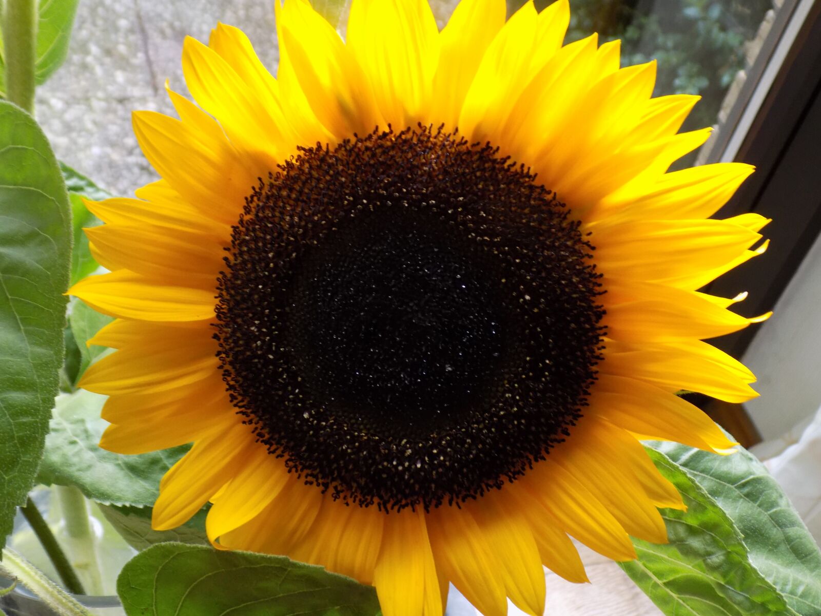 Nikon COOLPIX L340 sample photo. Sunflower, composites, yellow photography