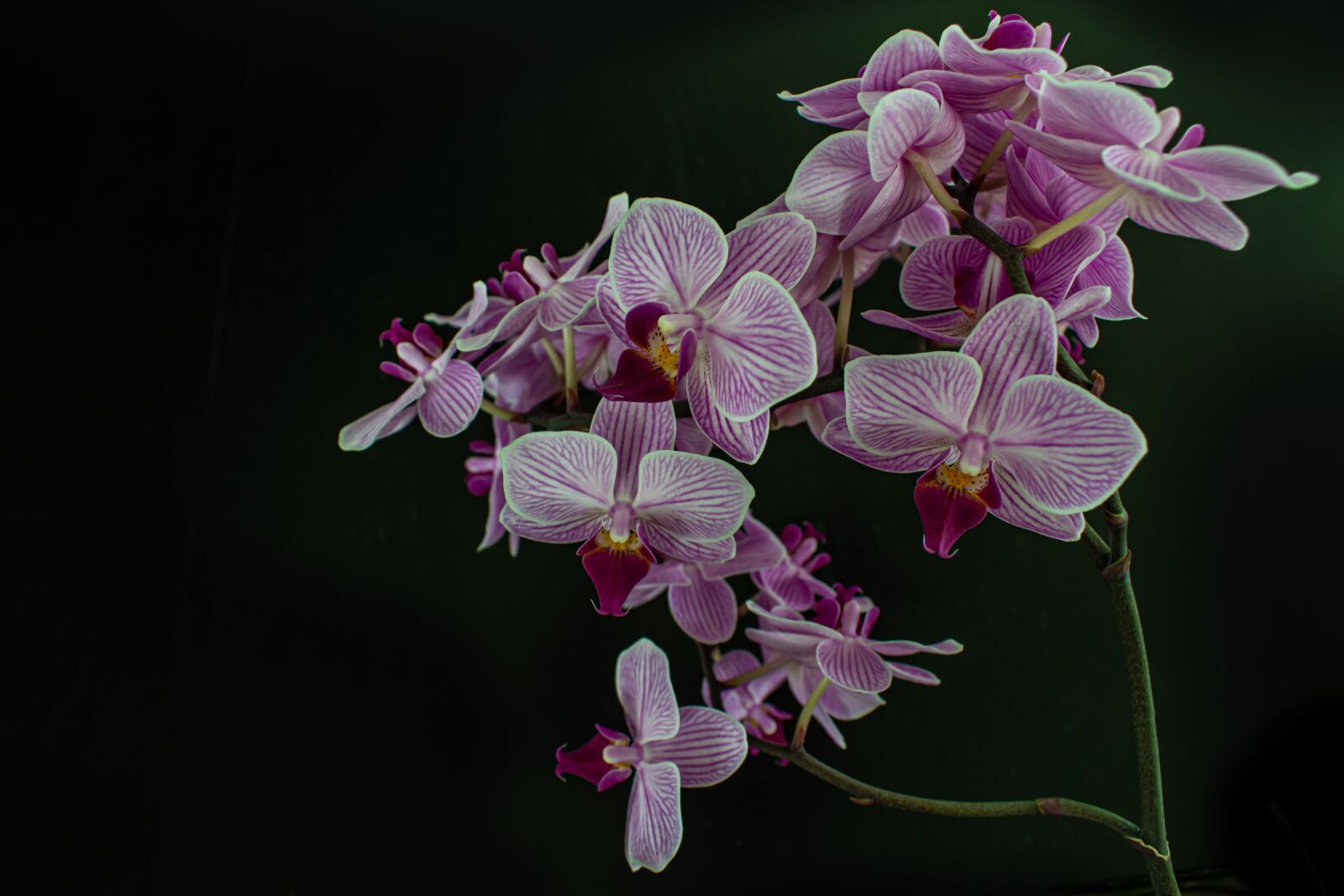 Nikon D5300 sample photo. Orchids, flowers, blossom photography