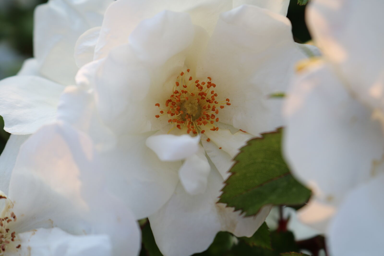 Canon EOS 750D (EOS Rebel T6i / EOS Kiss X8i) sample photo. Beautiful, flowers, nature, pollen photography