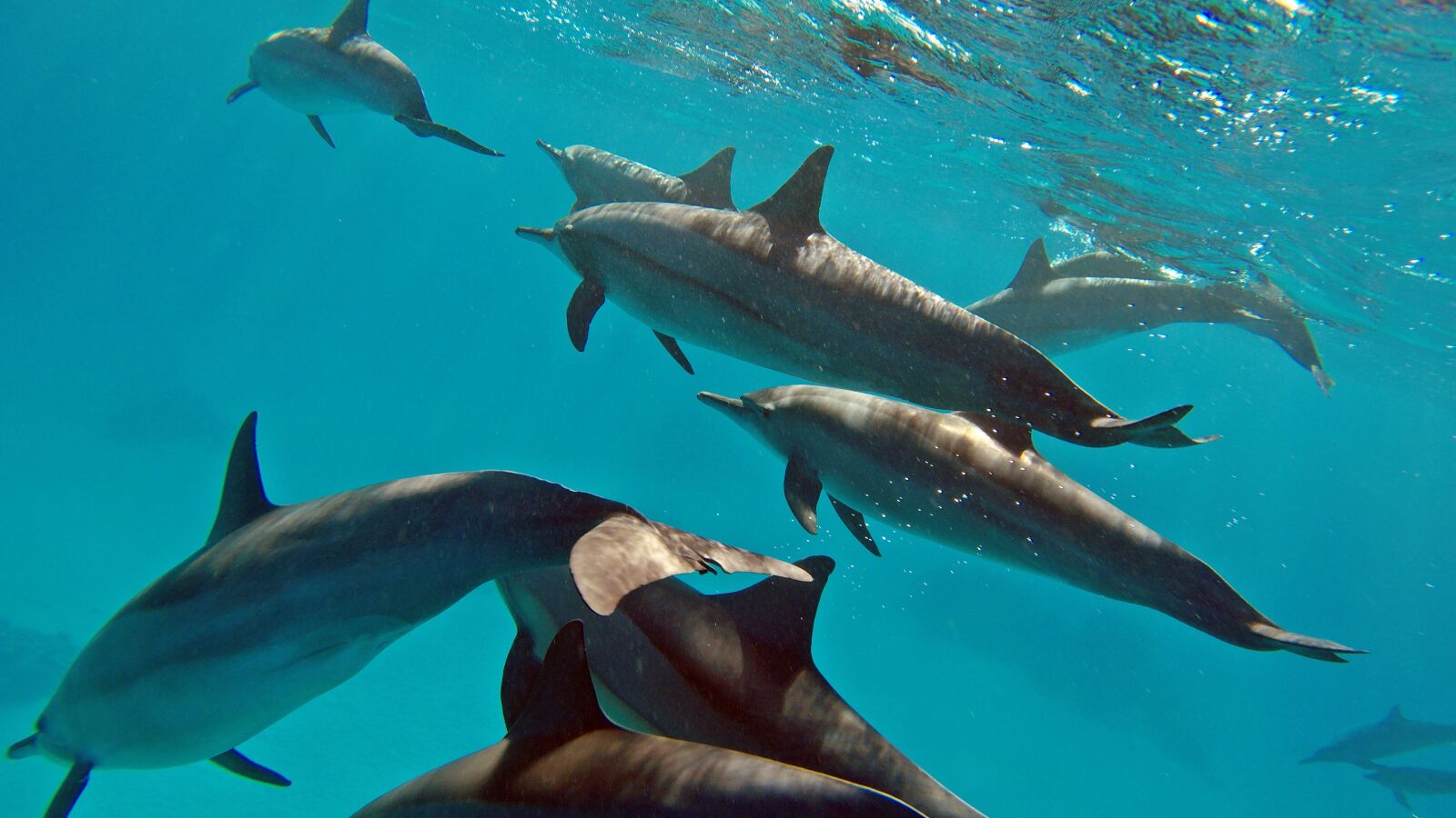 GoPro Hero5 Black sample photo. Delfin, sea, dolphins photography