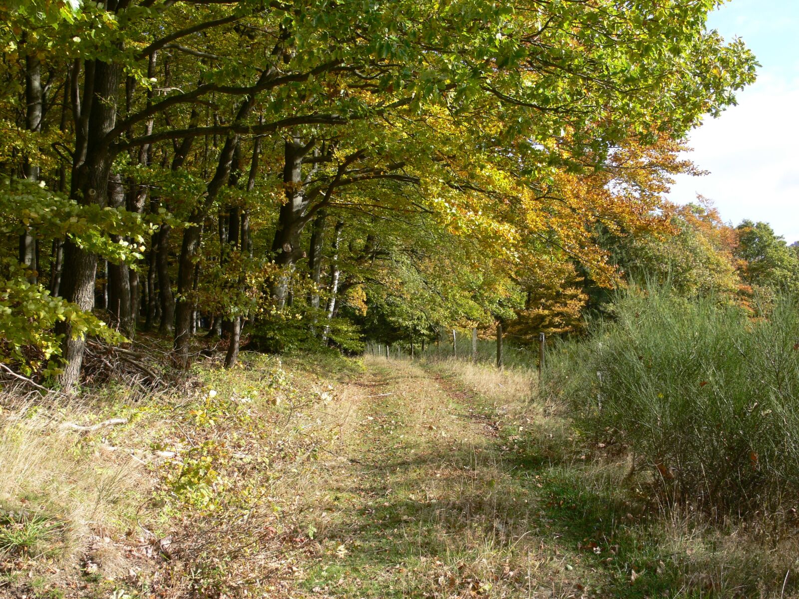 Panasonic DMC-FZ30 sample photo. Forest path, nature, green photography