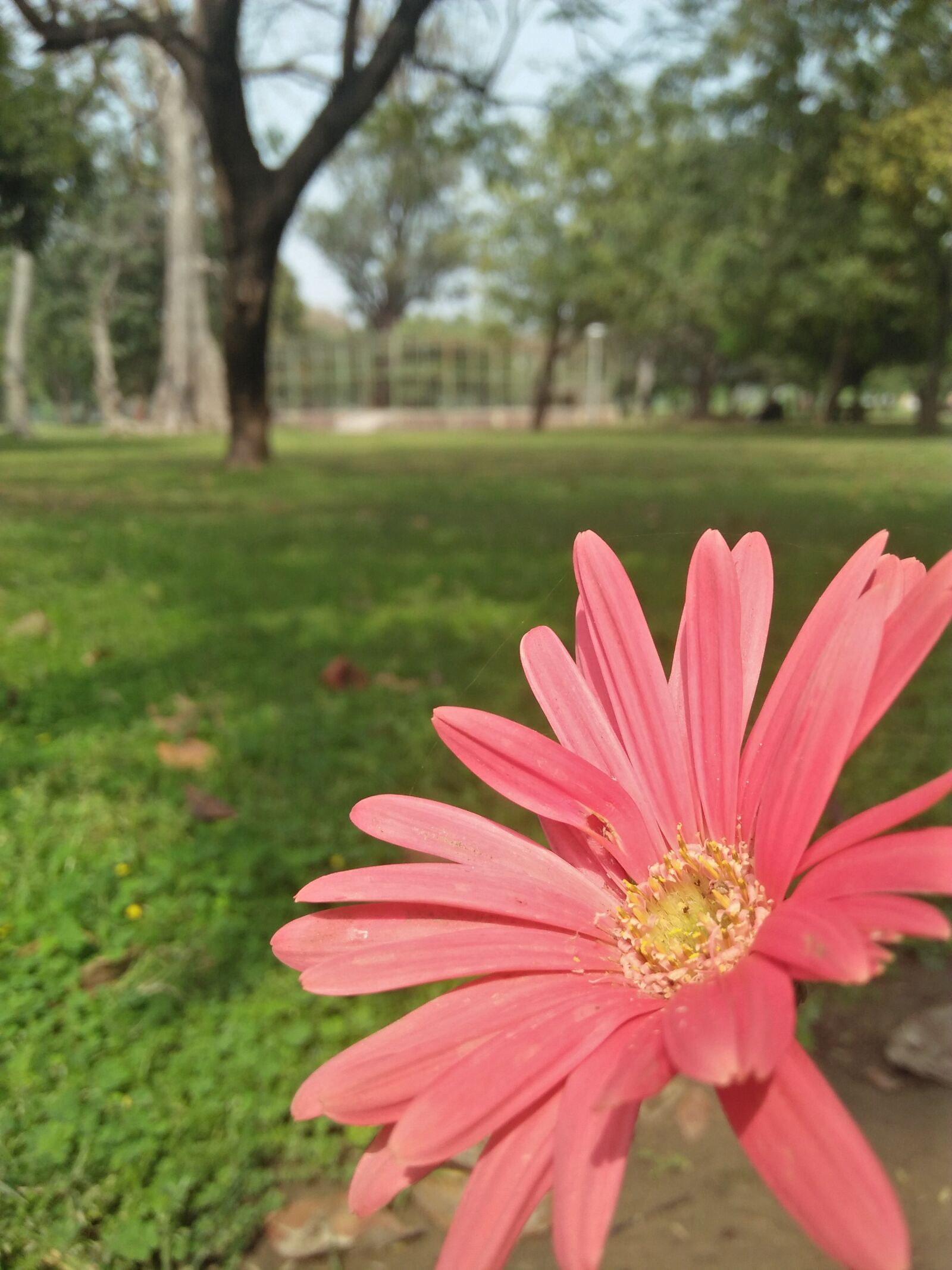 OPPO A37fw-International sample photo. Flower, pink, spring photography