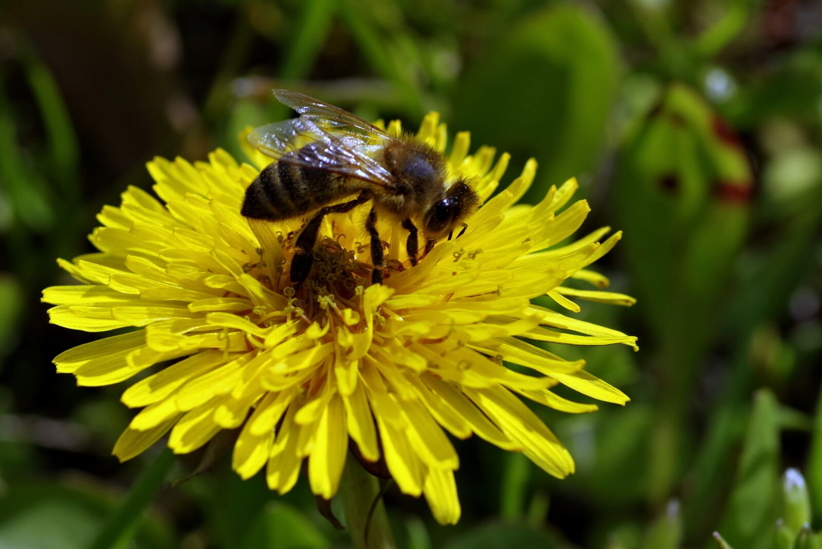 Pentax K-S2 sample photo. Bee, flower, dandelion photography