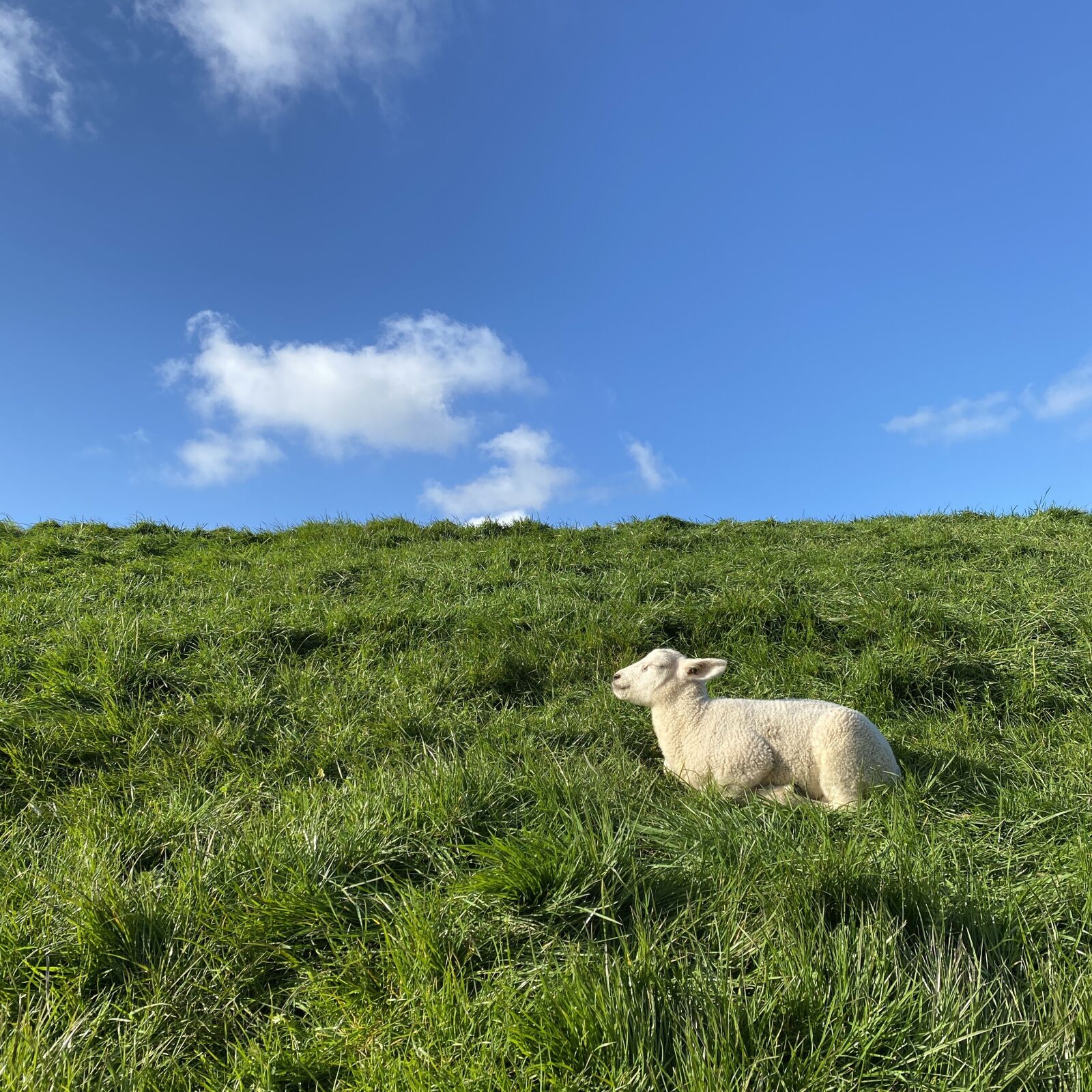 Apple iPhone 11 Pro sample photo. Lamb, animal, spring photography