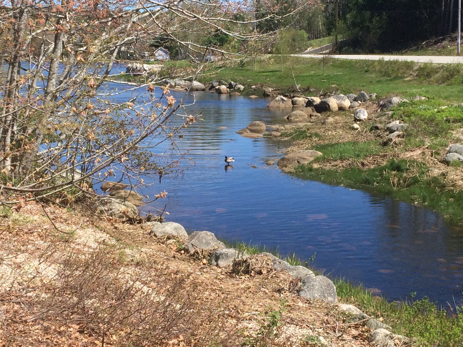 iPhone 5s back camera 4.15mm f/2.2 sample photo. Canada, duck, nature, nova photography