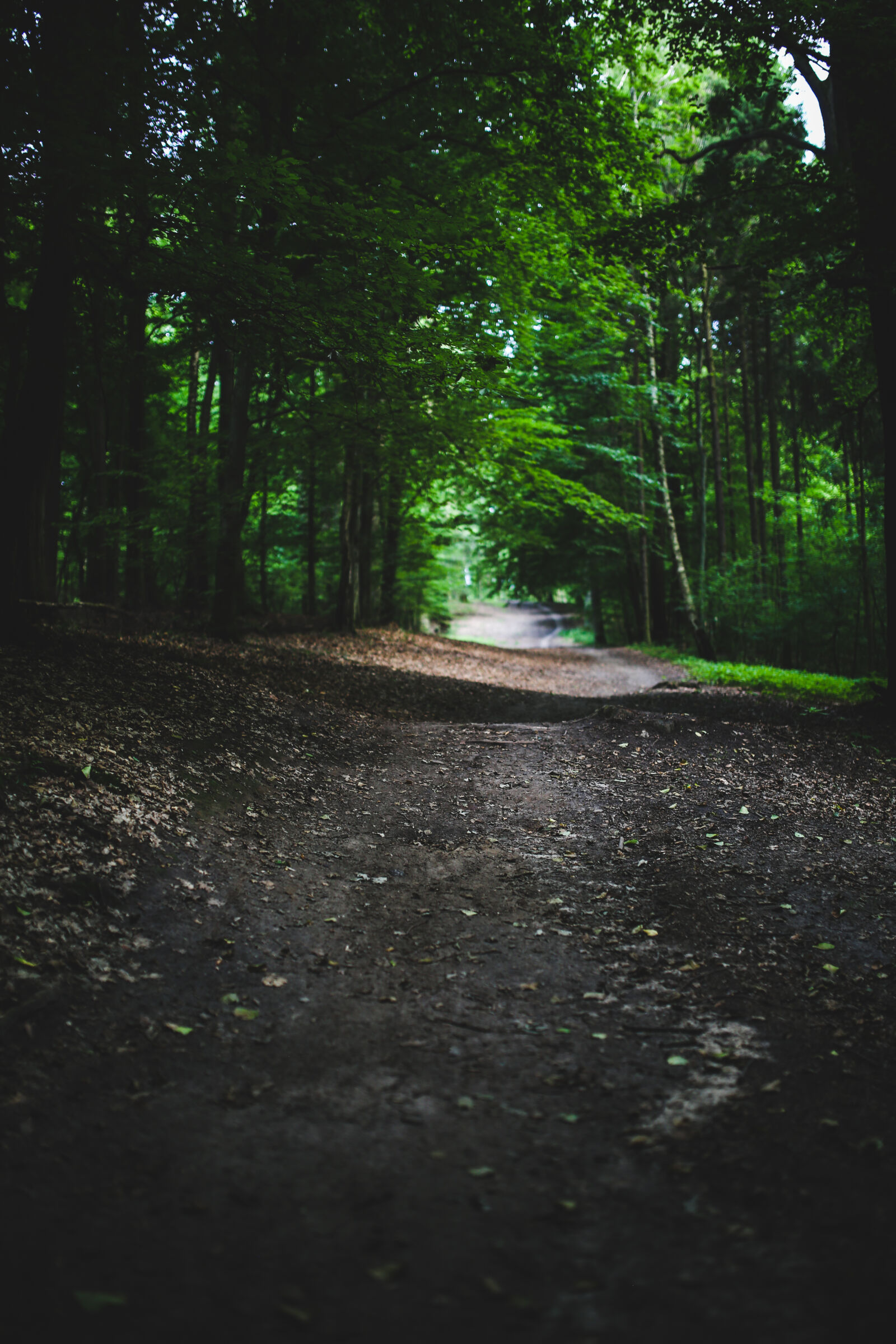 Canon EOS 6D + Sigma 35mm F1.4 DG HSM Art sample photo. In, the, woods photography