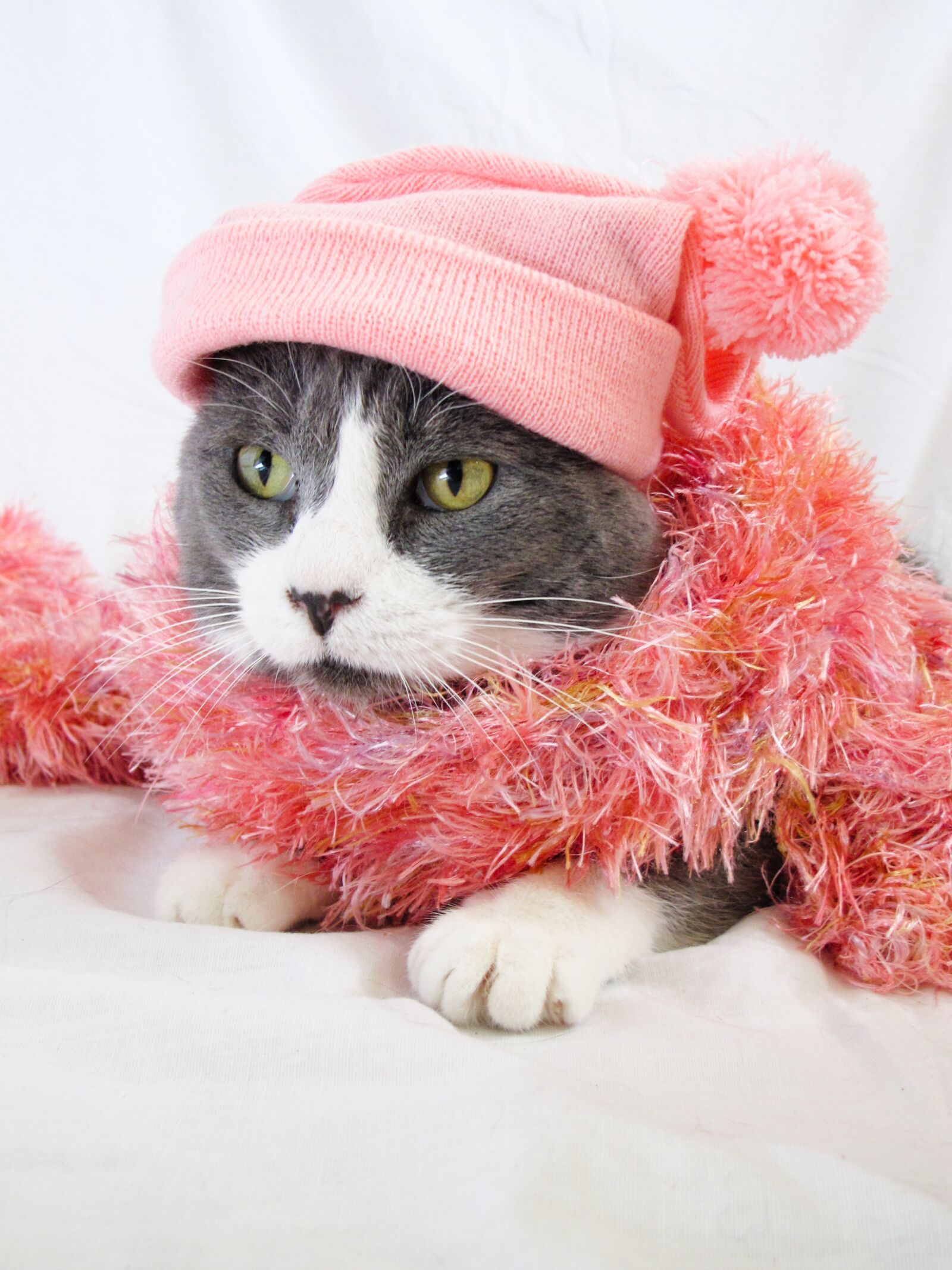 Canon PowerShot G12 sample photo. Cat, animal, pet photography