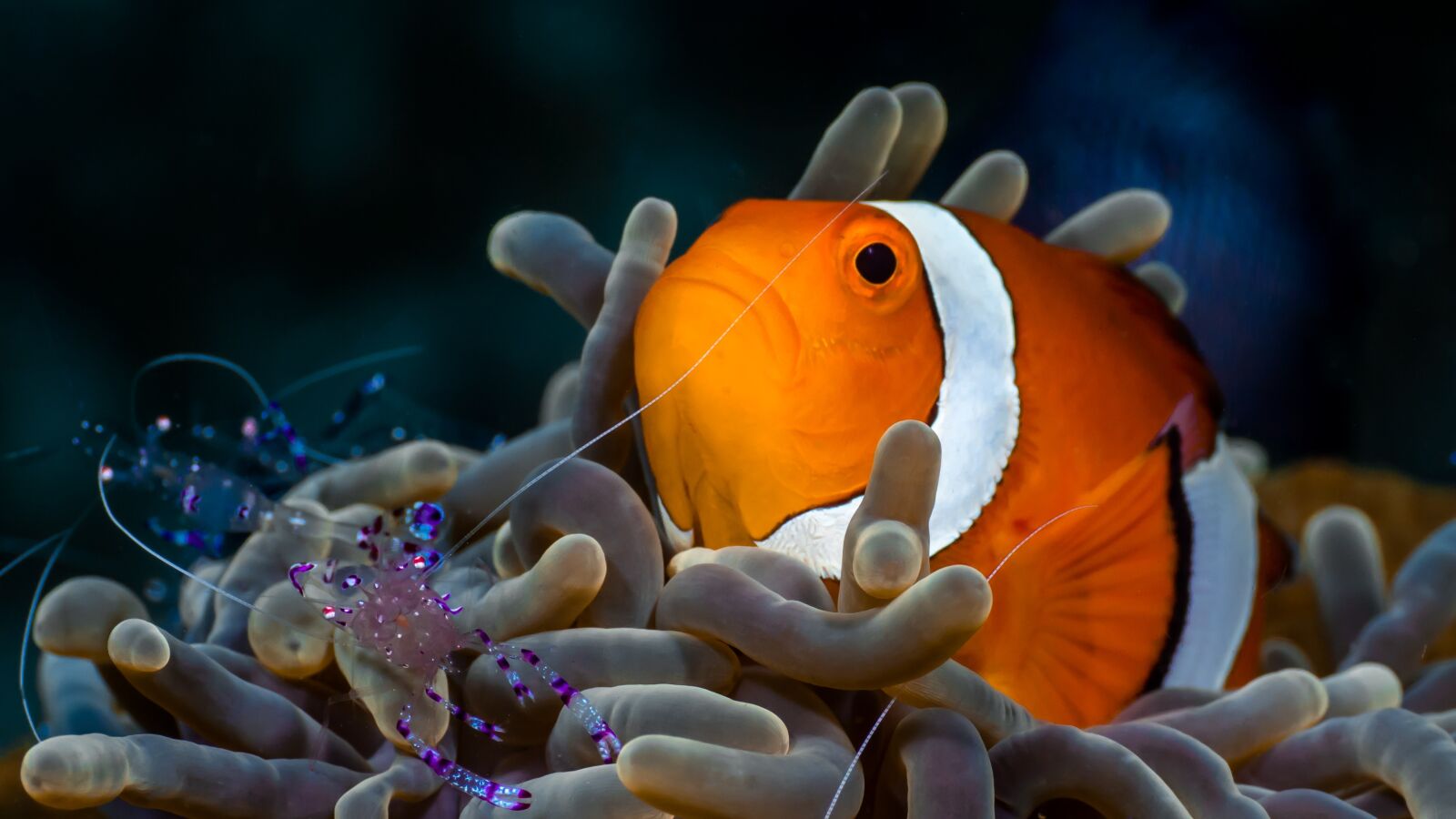 Olympus PEN E-PL6 + Olympus M.Zuiko Digital ED 60mm F2.8 Macro sample photo. Nemo, anemone fish, underwater photography