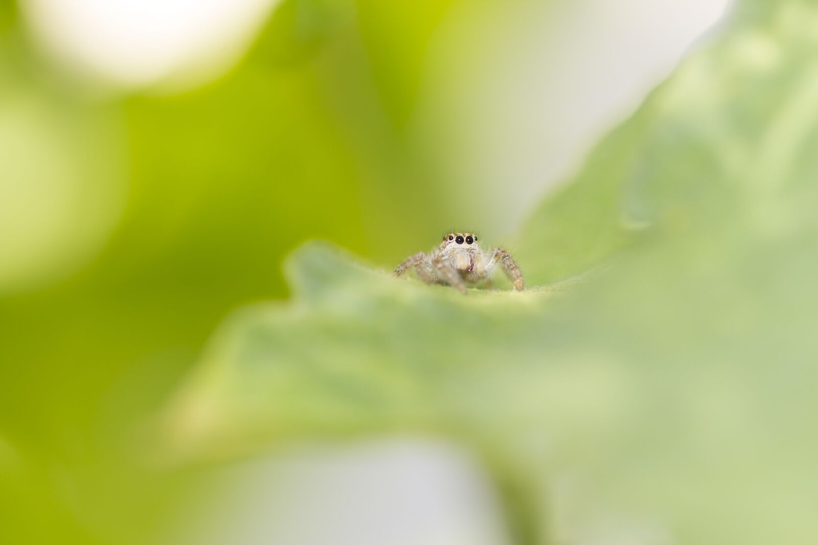 Canon EOS 7D + Canon EF 100mm F2.8 Macro USM sample photo. Spider, leaf, nature photography