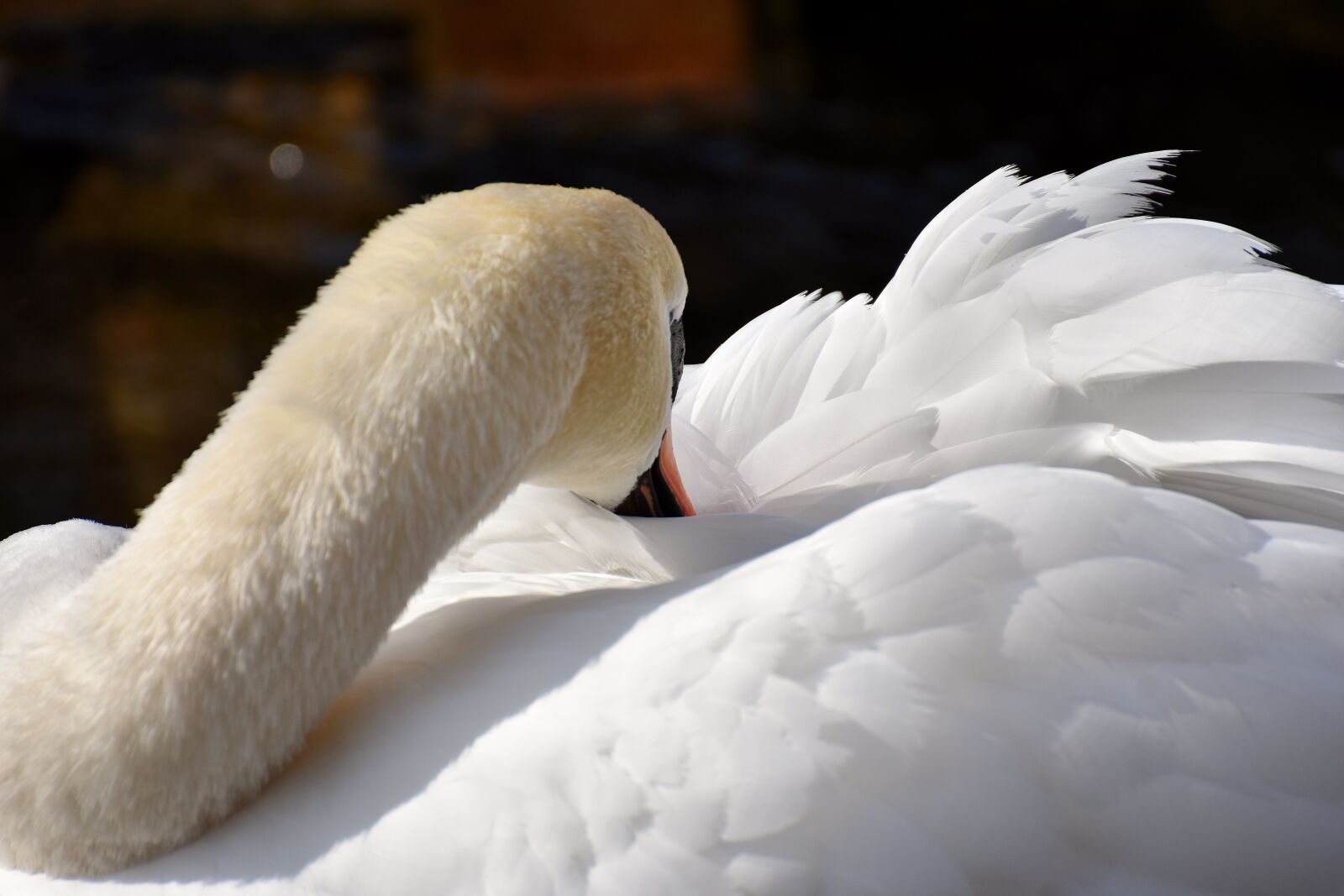 Nikon D7200 sample photo. Swan, elegant, noble photography
