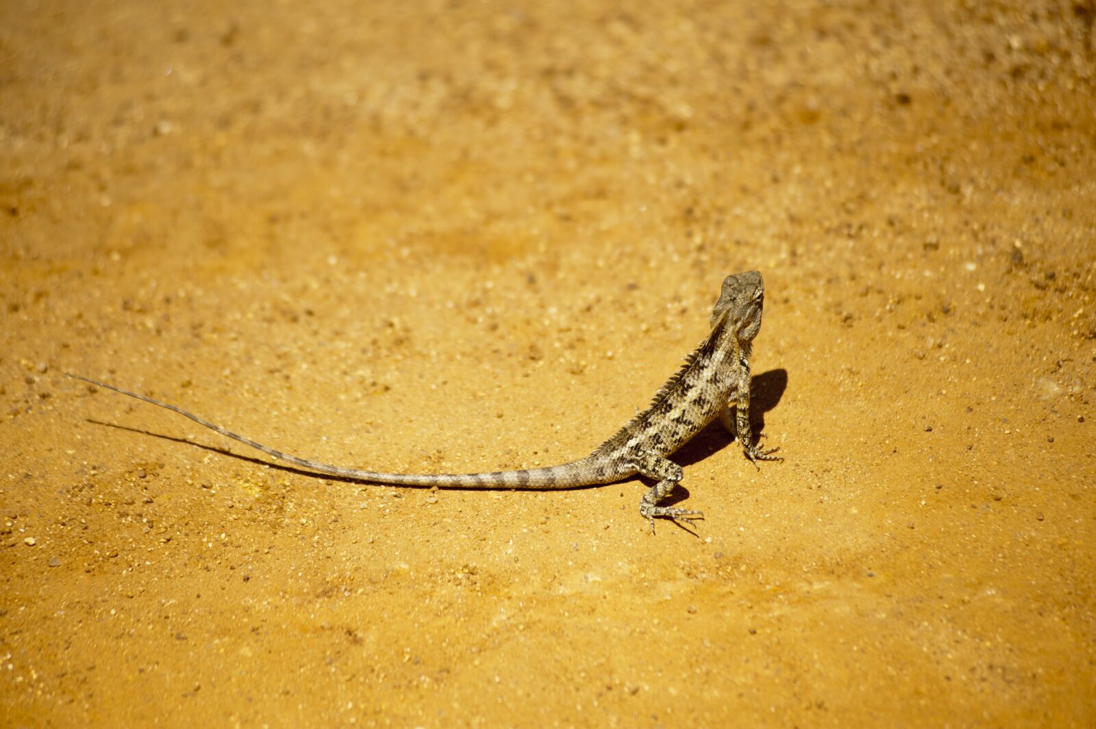 Nikon D700 sample photo. Wildlife, nature, reptile photography