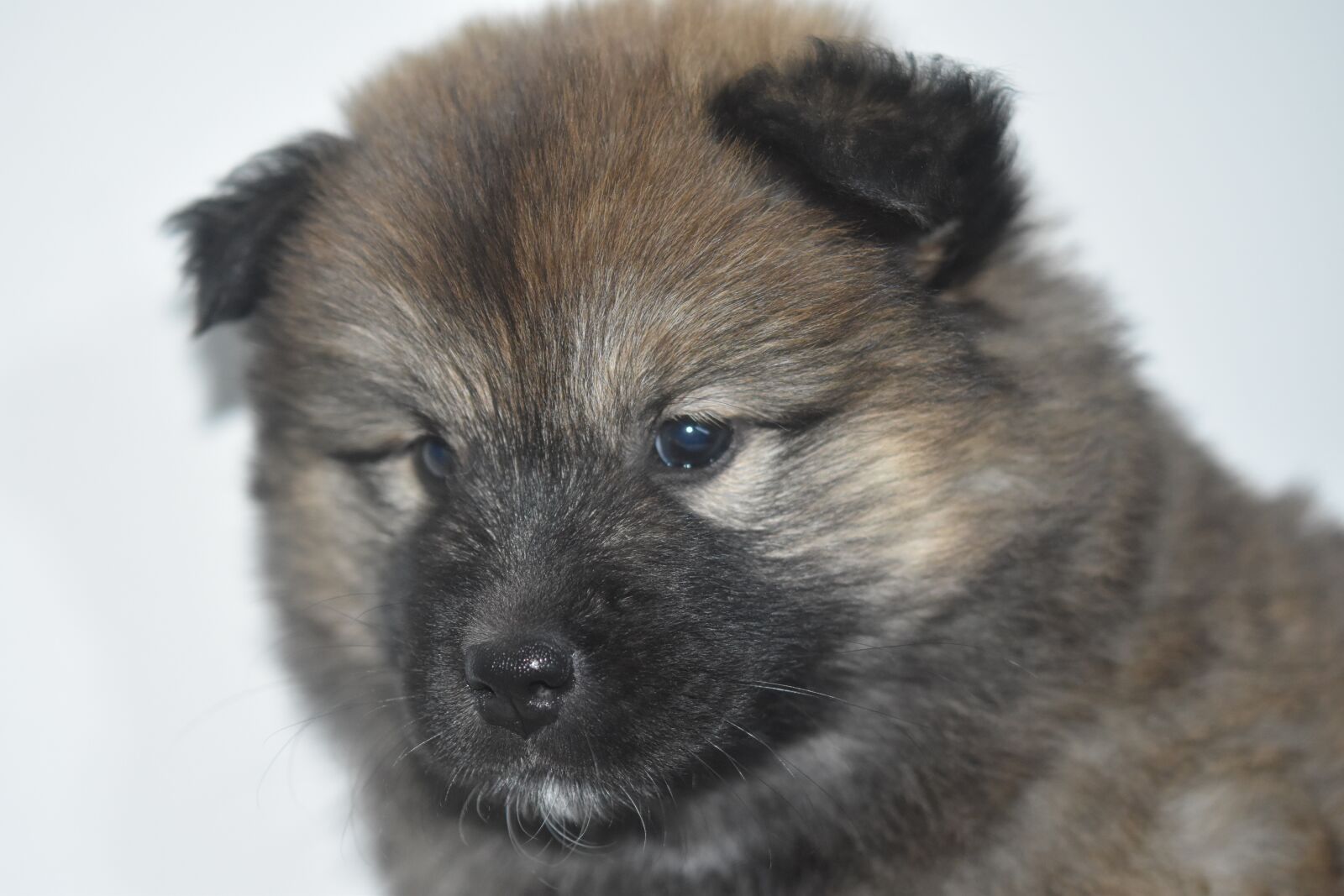 Nikon D5600 sample photo. Dog, dog eurasier, dog photography