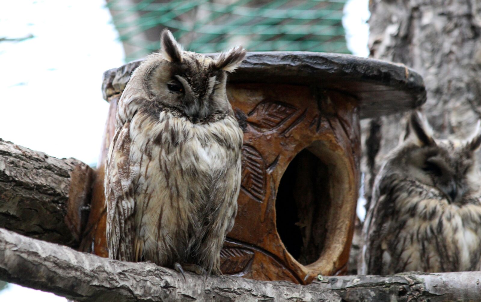 Canon EOS 650D (EOS Rebel T4i / EOS Kiss X6i) sample photo. Owl, asio otus, long-eared photography
