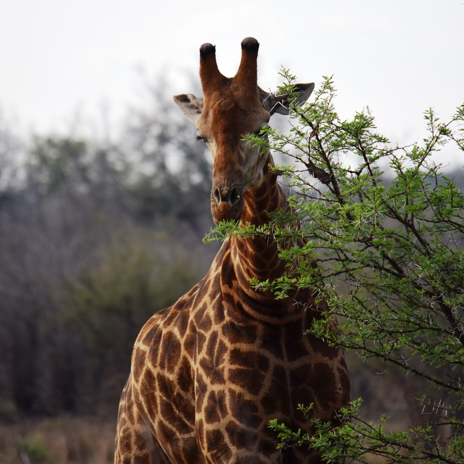 Nikon D5300 sample photo. Giraffe, africa, solo photography