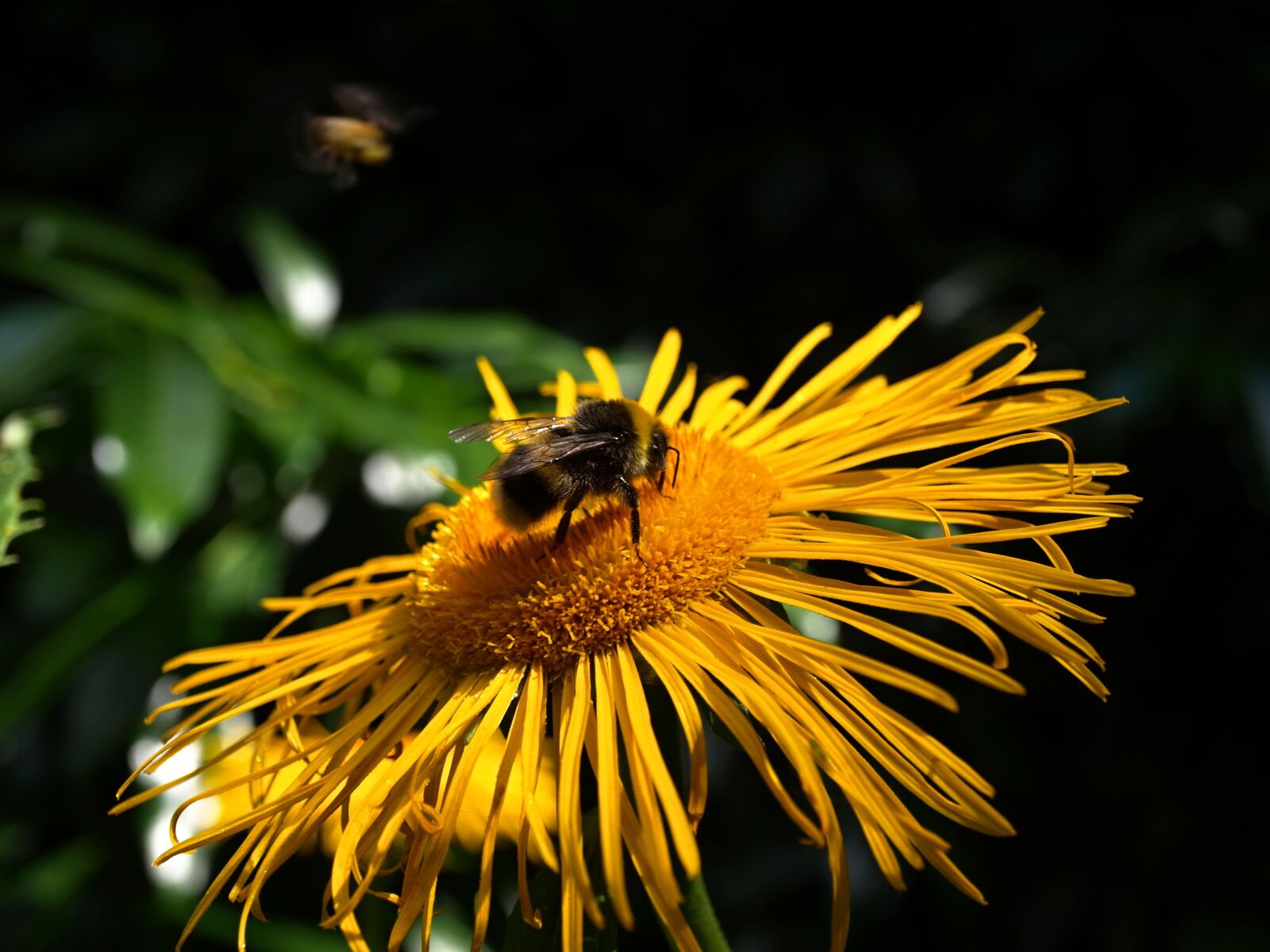 Olympus E-510 (EVOLT E-510) sample photo. Flower, insects photography