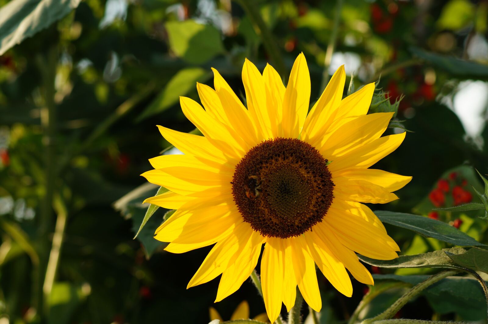 Sony SLT-A58 sample photo. Sunflower, flower, yellow photography