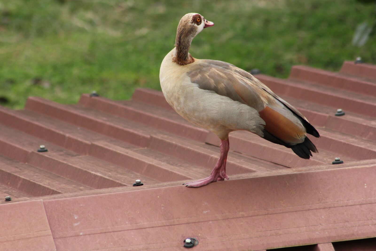 Canon EOS 550D (EOS Rebel T2i / EOS Kiss X4) sample photo. Brian mwashi, icipe, bird photography