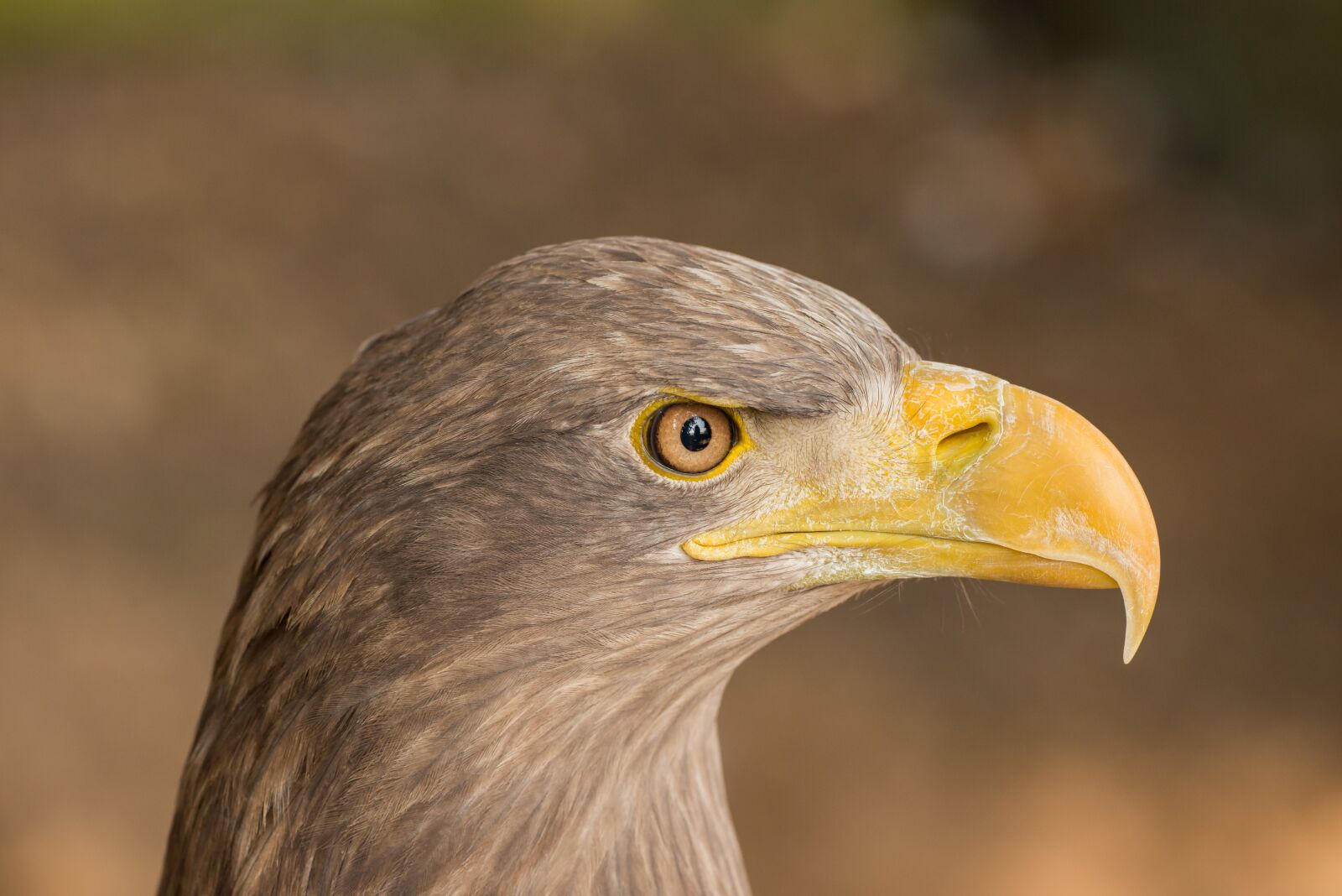 Nikon D800E sample photo. Eagle, portrait, beak photography