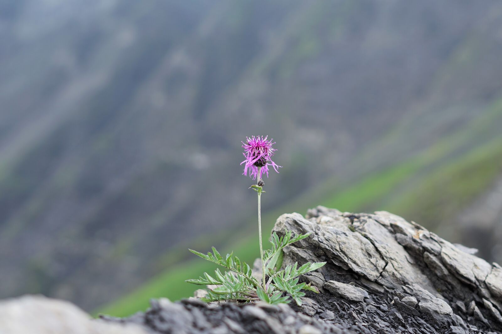 Sony a6000 sample photo. Cornflower, alpine, mountains photography