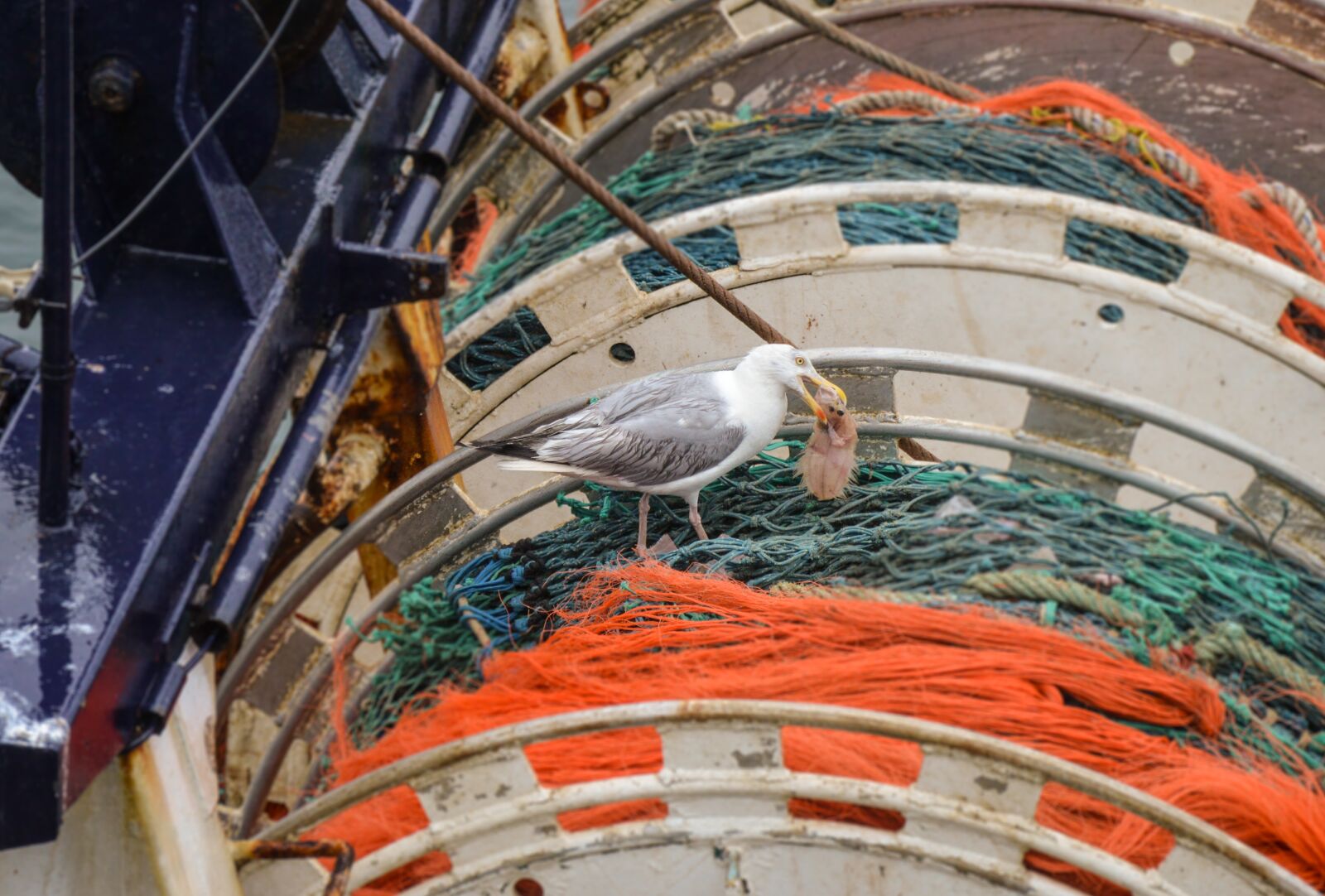 Nikon D3200 sample photo. Gull, net, bird photography
