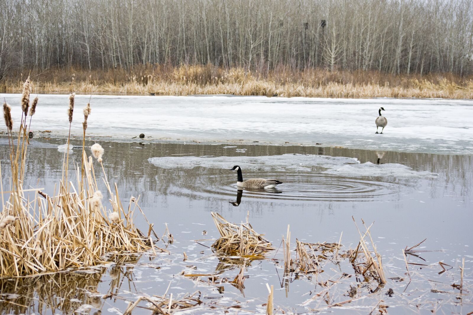Nikon D3400 sample photo. Geese, pond, water photography