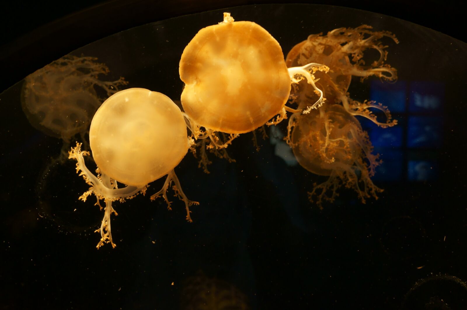 Sony Alpha NEX-F3 + Sony E 18-55mm F3.5-5.6 OSS sample photo. Jellyfish, aquarium, osaka photography